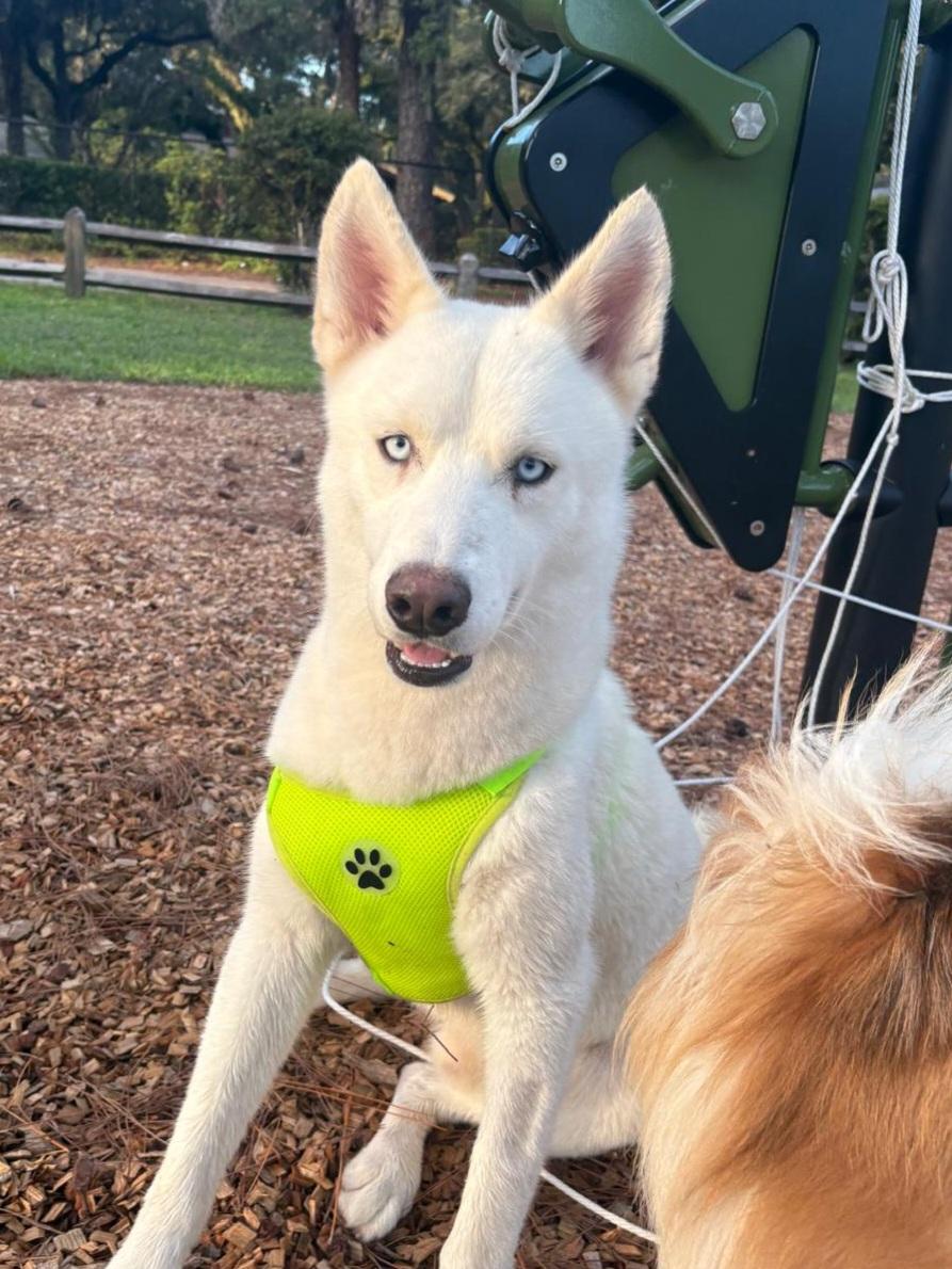 Enlarge Snow, a ADOPTABLE Husky in Miami, FL image 3/6