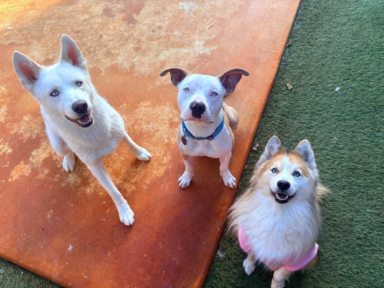 Enlarge Snow, a ADOPTABLE Husky in Miami, FL image 5/6