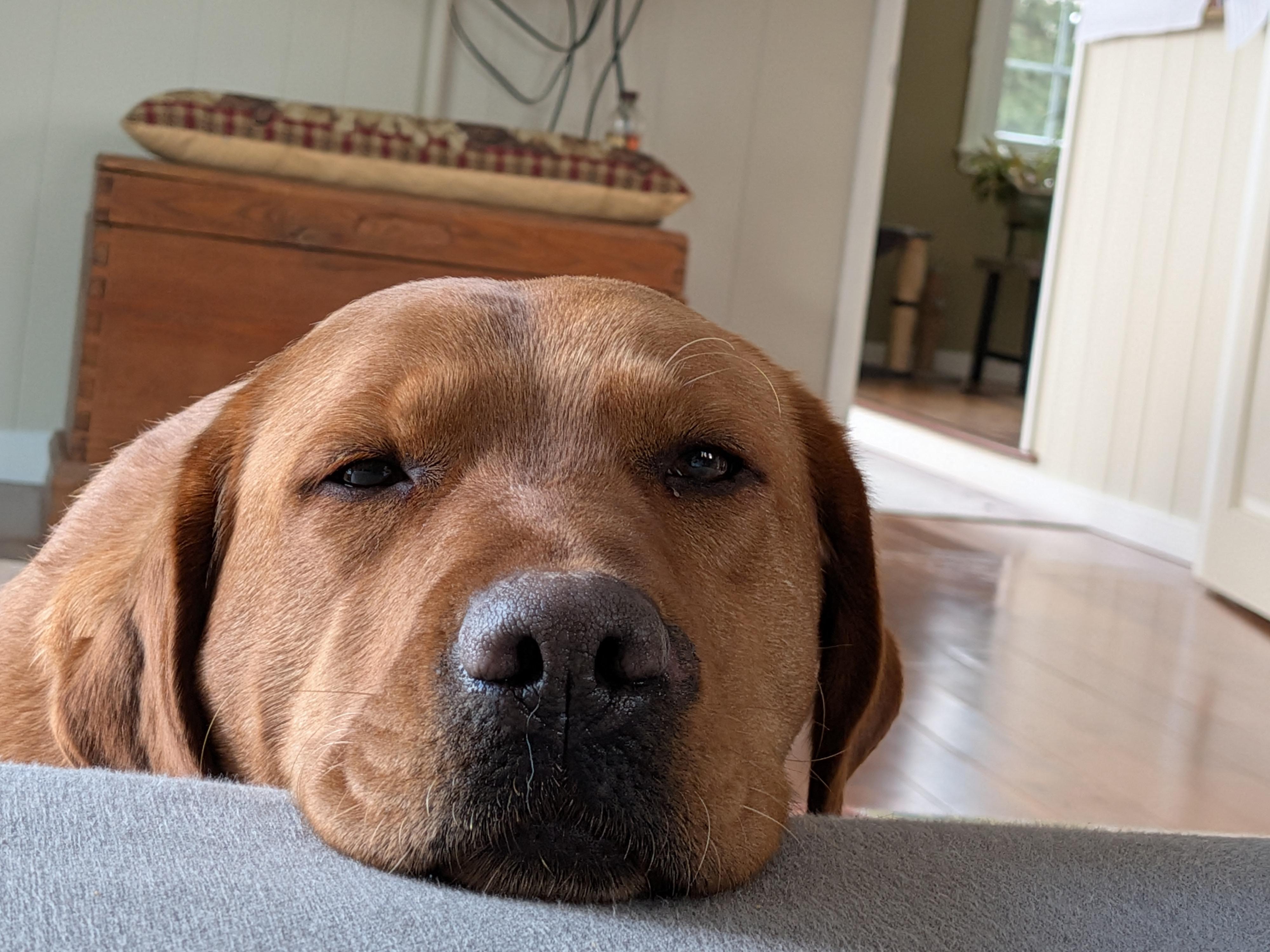 Enlarge Sandy, a Adoptable Yellow Labrador Retriever in Warrington, PA image 3/5