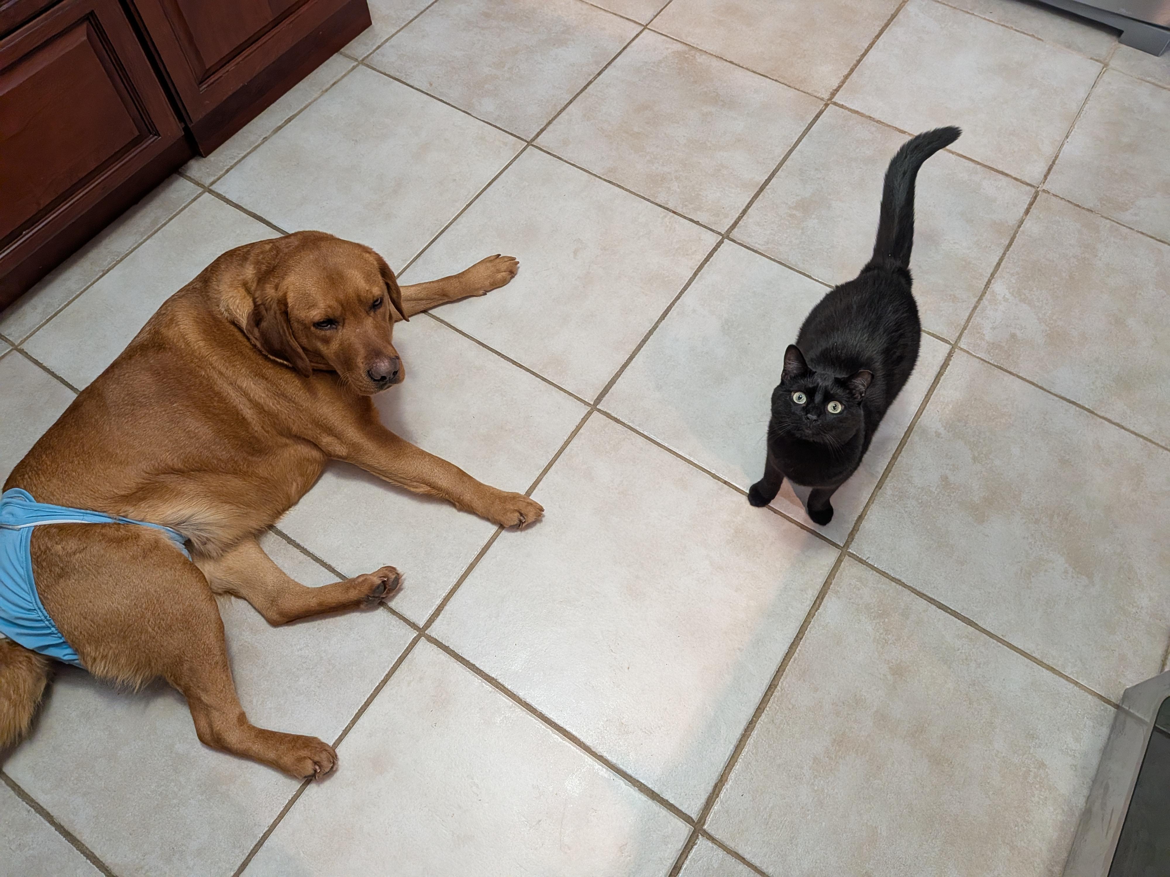 Enlarge Sandy, a Adoptable Yellow Labrador Retriever in Warrington, PA image 4/5