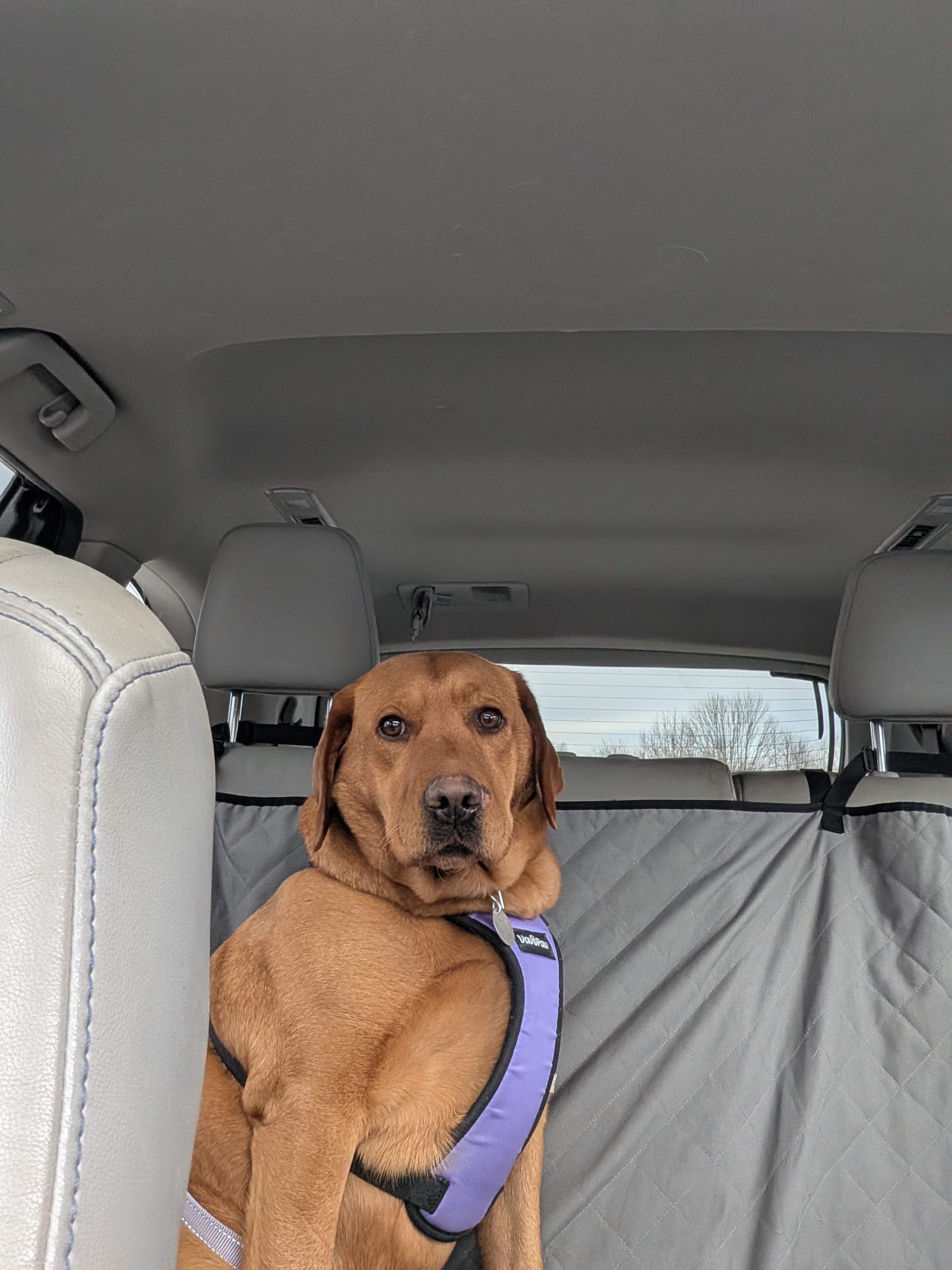 Enlarge Sandy, a Adoptable Yellow Labrador Retriever in Warrington, PA image 5/5