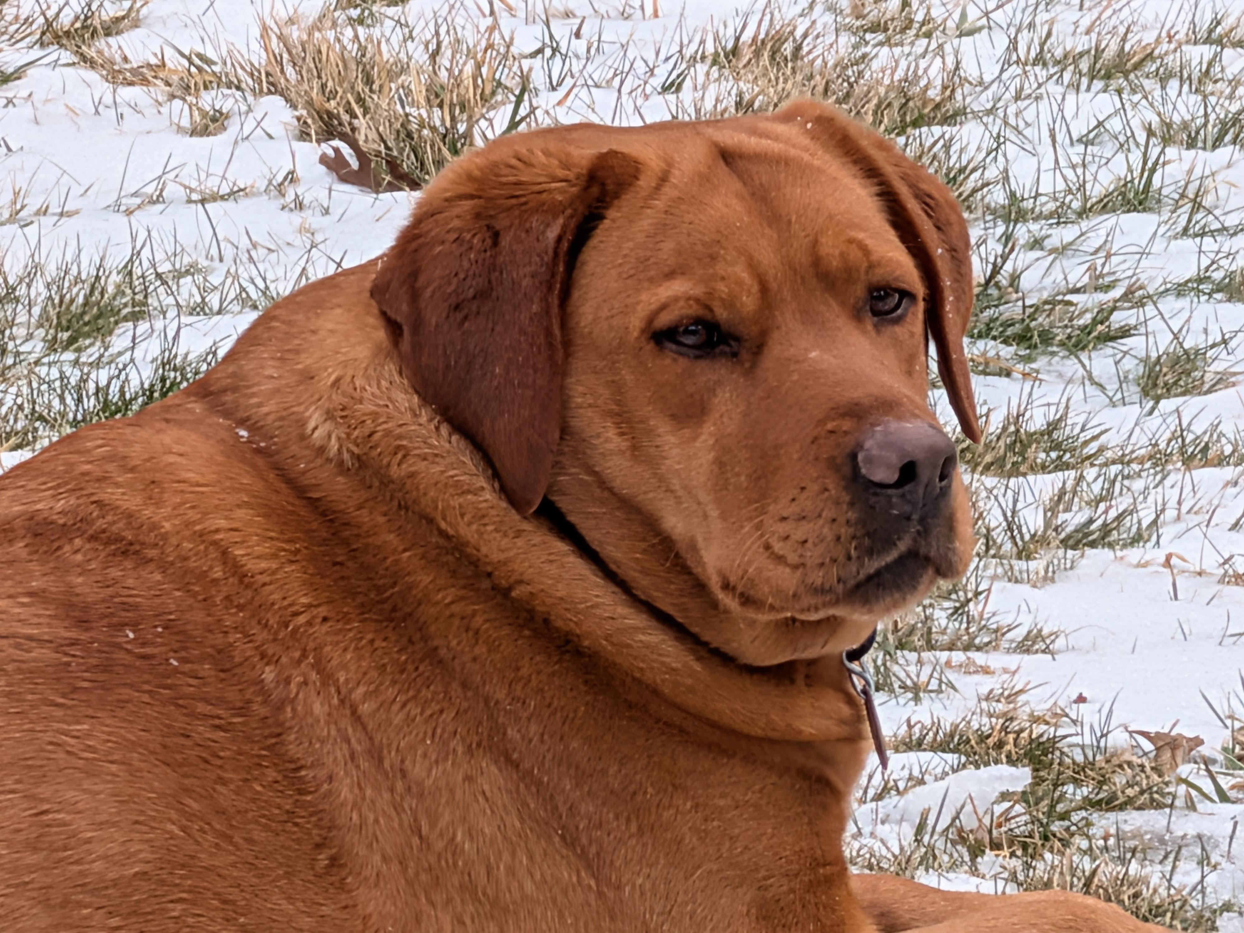 Enlarge Sandy, a Adoptable Yellow Labrador Retriever in Warrington, PA image 1/5