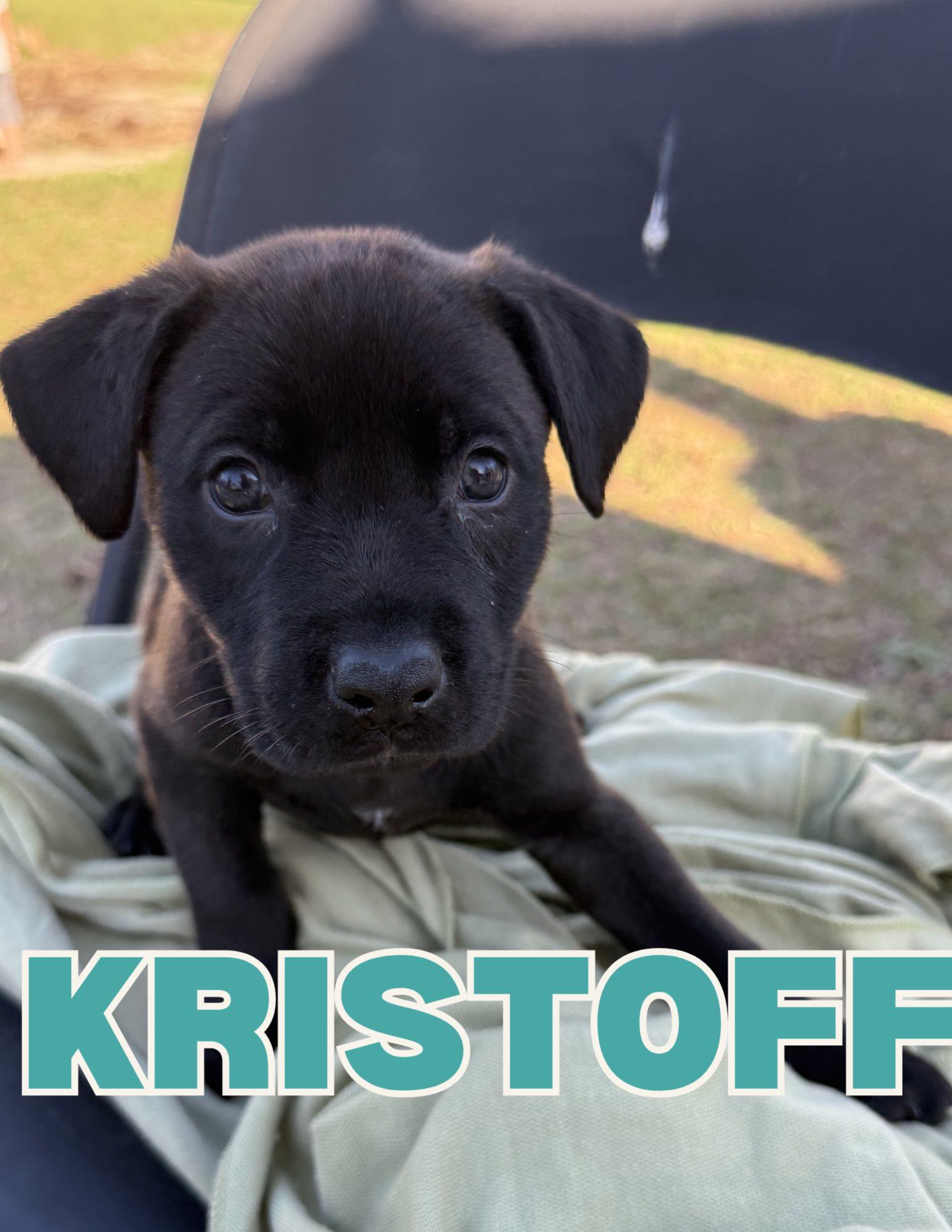 Kristoff, adopted, Puppy Male Black Labrador Retriever.