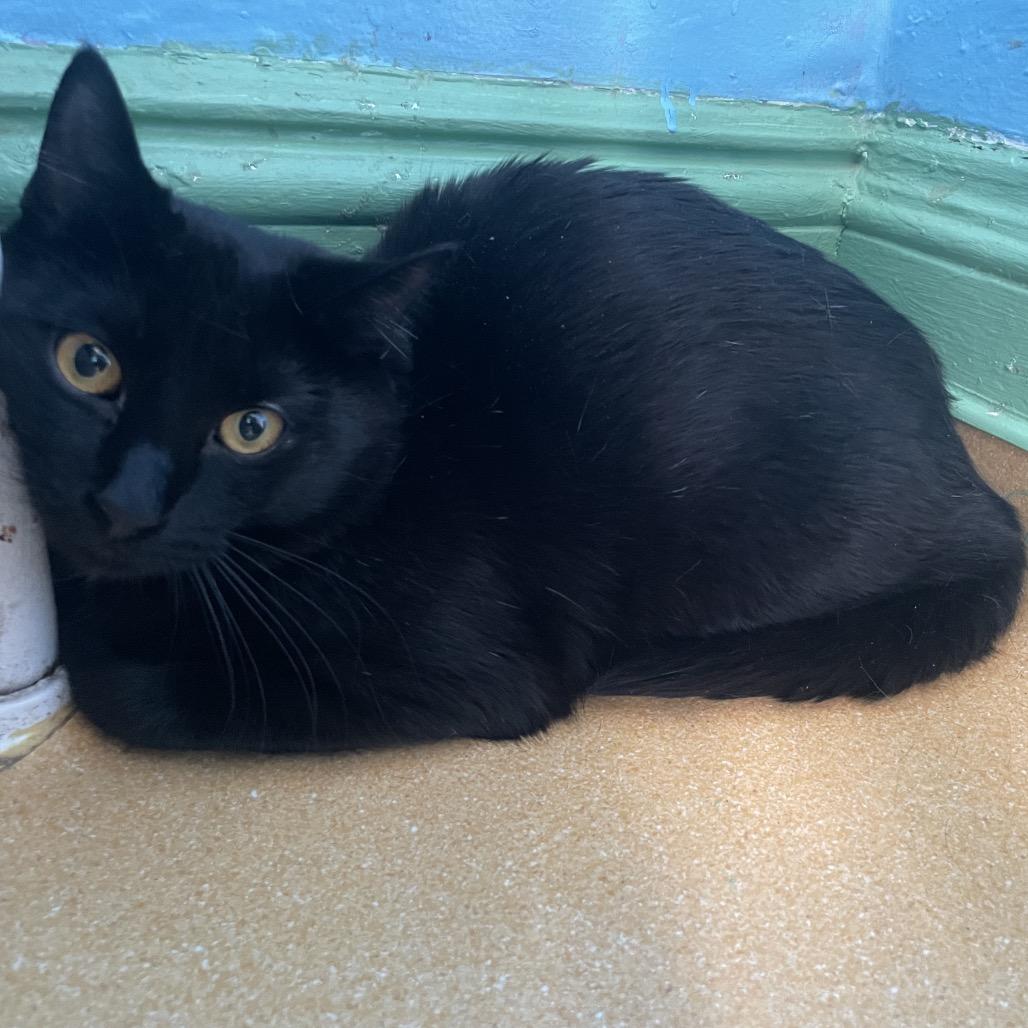 Enlarge Sage/Blackberry, a ADOPTABLE Domestic Short Hair in Hudson, NY image 1/1