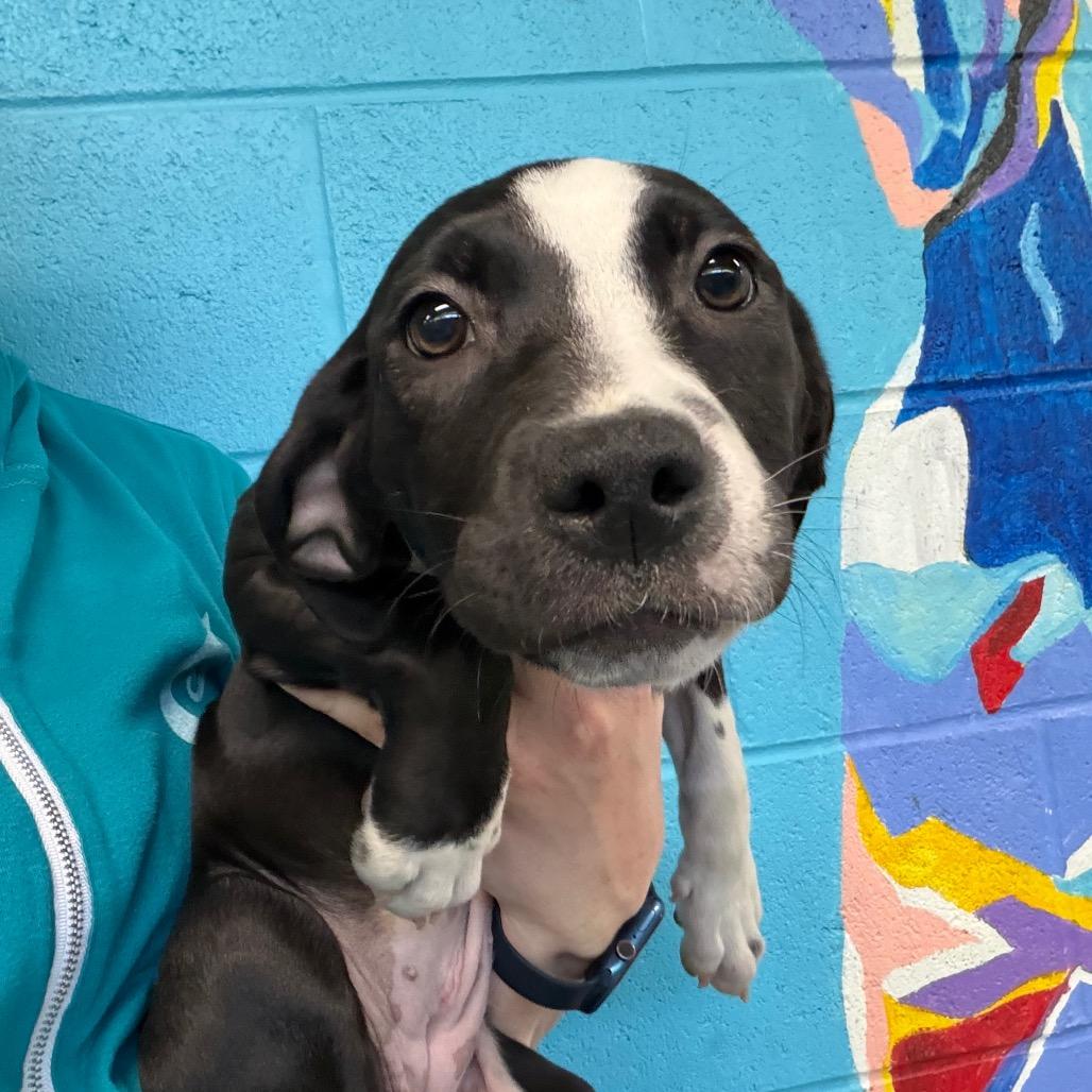 Coral, Adoptable, Puppy Female Mixed Breed.