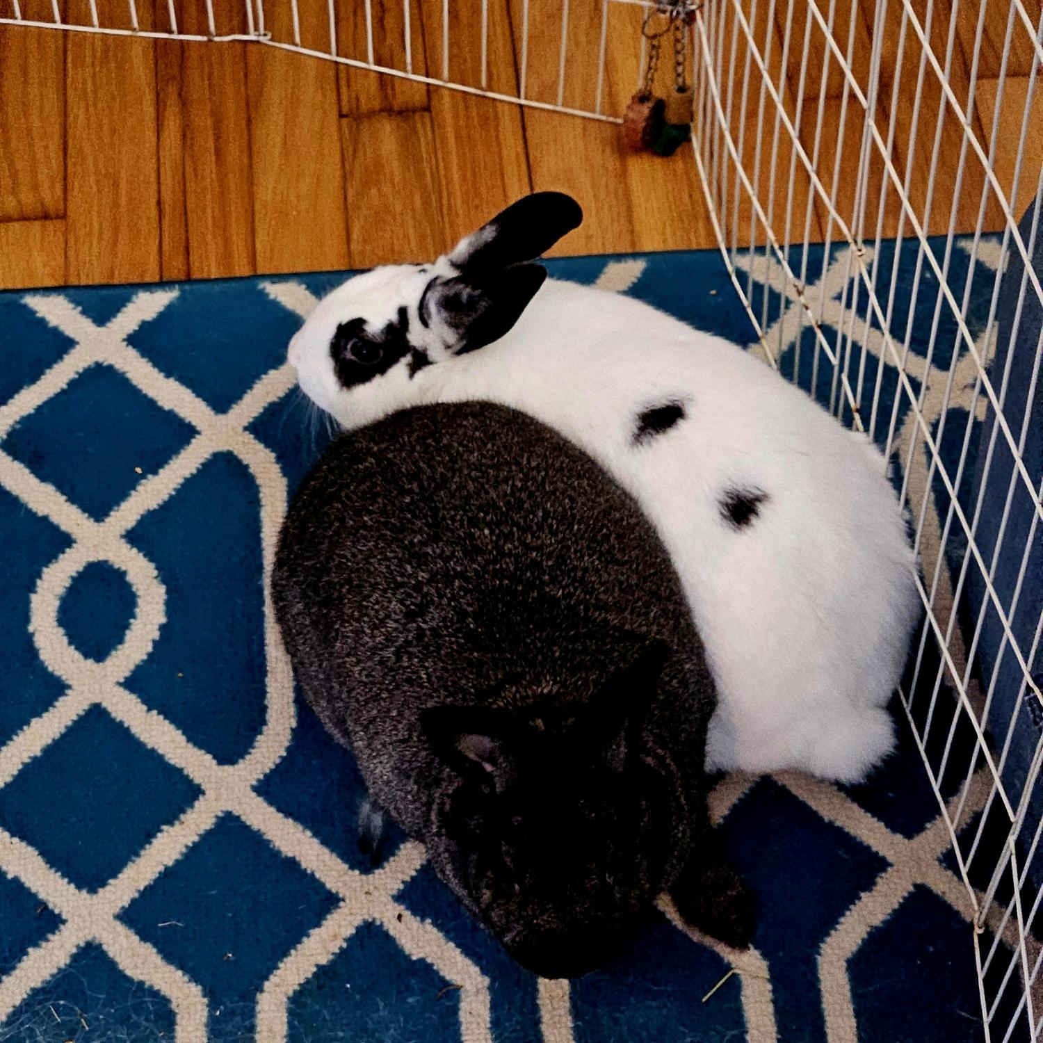 Ross & Celeste, a Adoptable mixed breed in Harrisburg, PA image 2/3