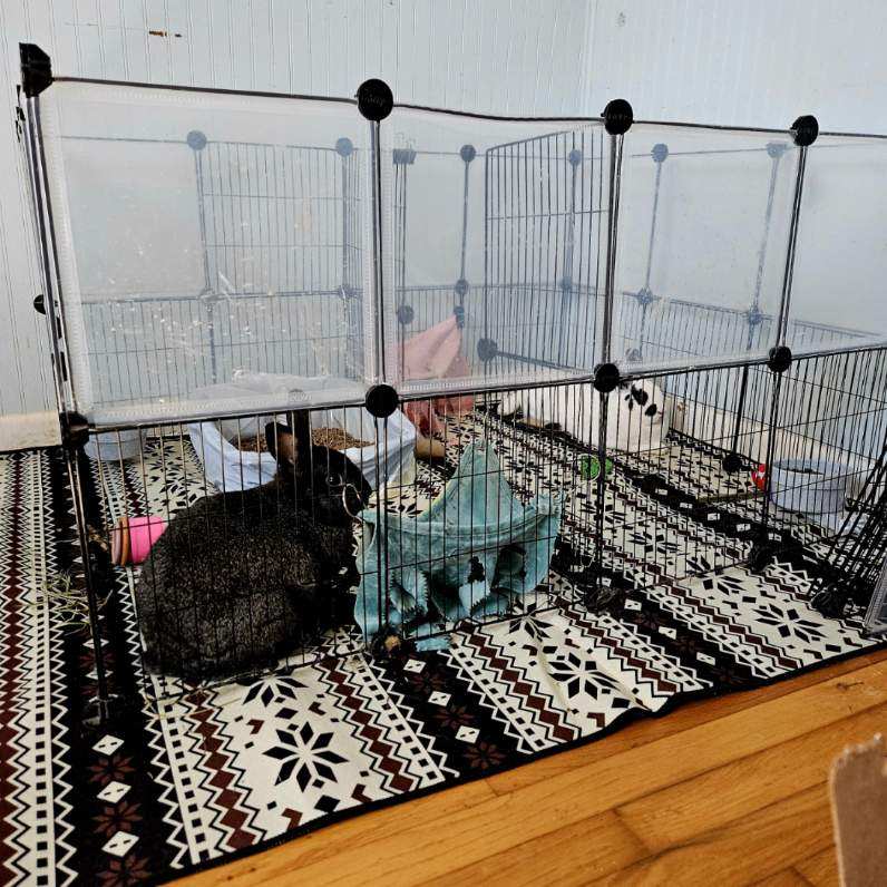 Ross & Celeste, a Adoptable mixed breed in Harrisburg, PA image 3/3