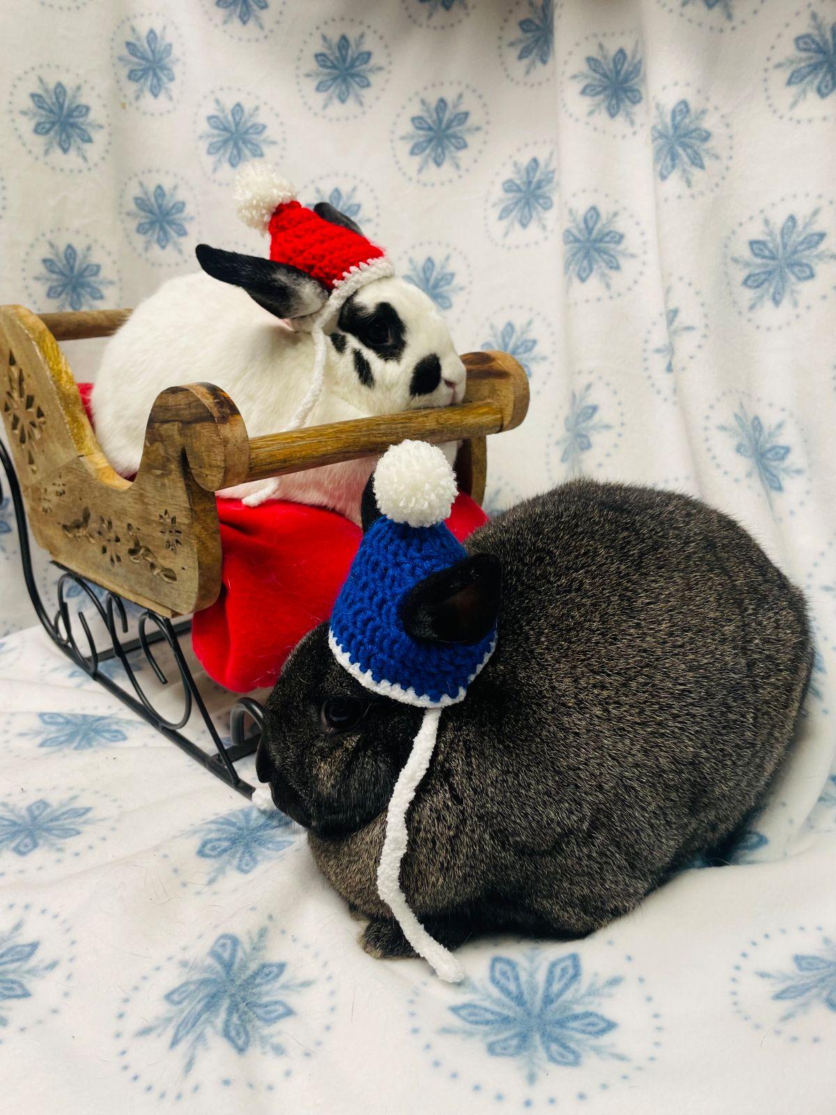 Ross & Celeste, Adoptable, Adult Male Satin & Mini Rex.
