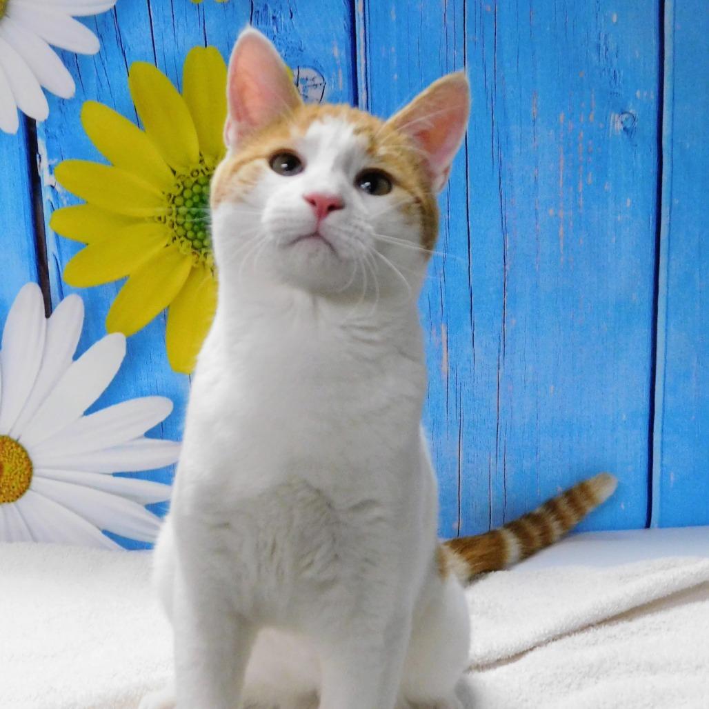 Paul, Adoptable, Young Male Domestic Short Hair.