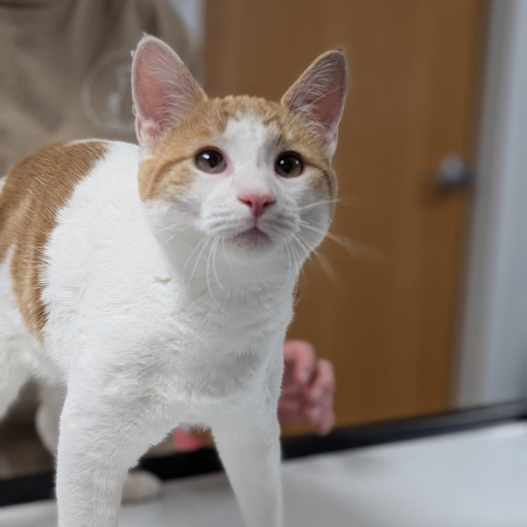 Paul, a Adoptable Domestic Short Hair in Peoria, IL image 2/6