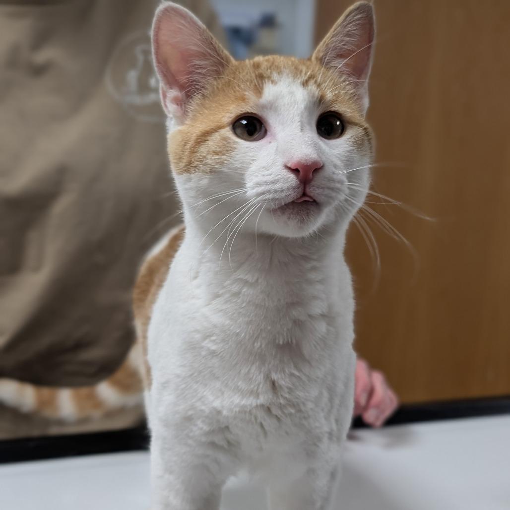 Paul, a Adoptable Domestic Short Hair in Peoria, IL image 3/6