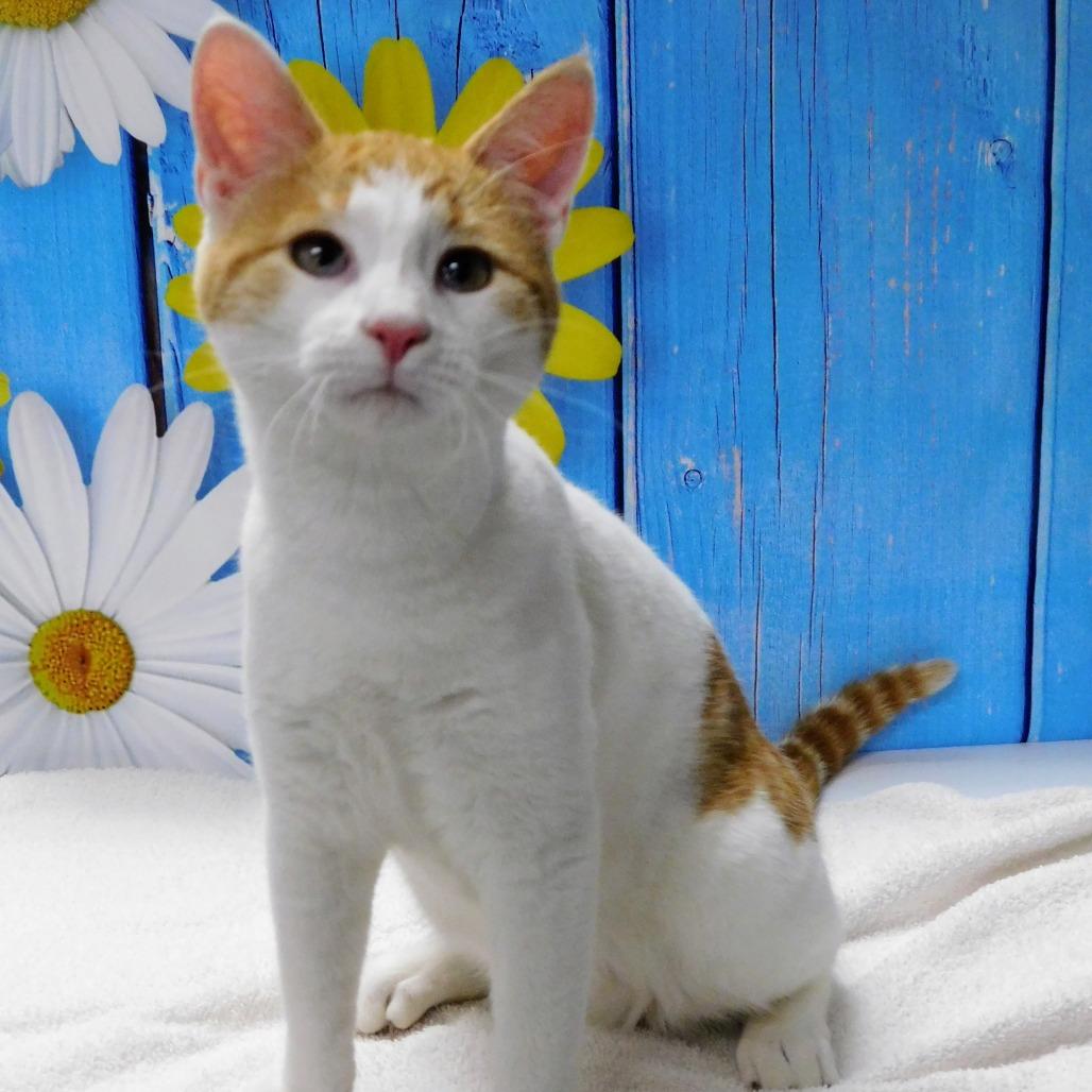 Paul, a Adoptable Domestic Short Hair in Peoria, IL image 4/6