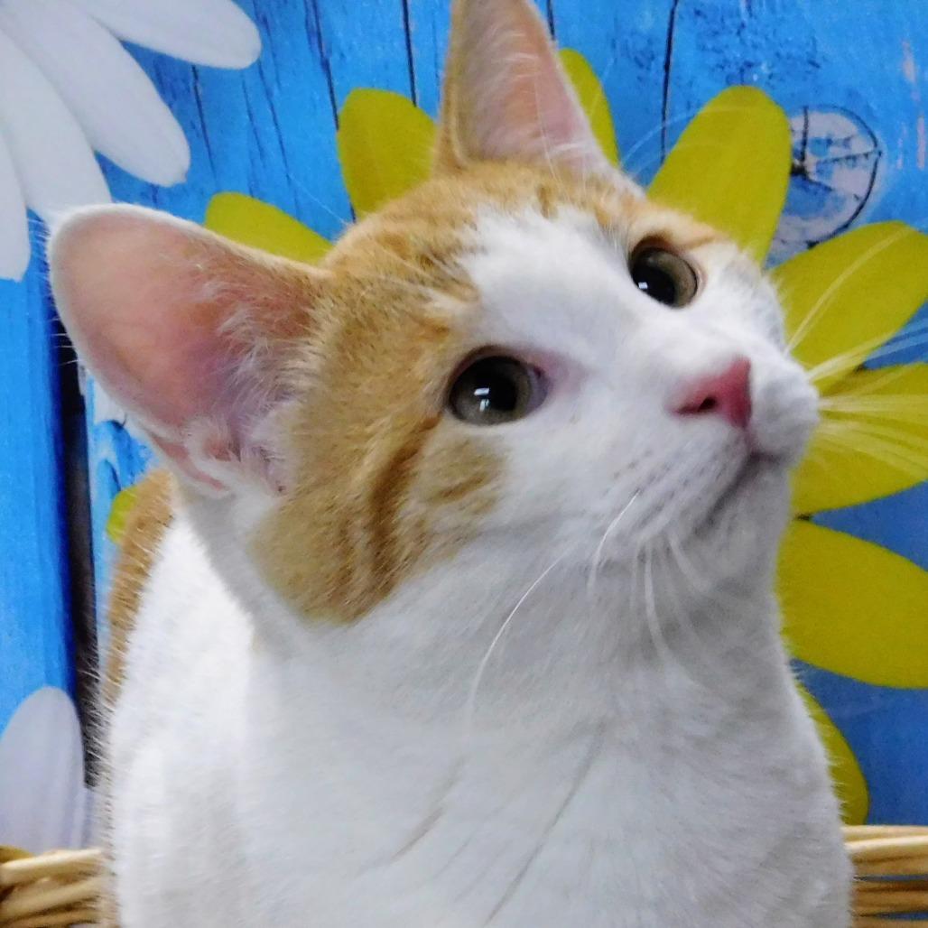 Paul, a Adoptable Domestic Short Hair in Peoria, IL image 5/6