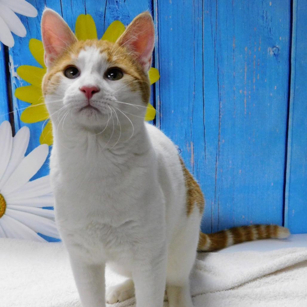 Paul, a Adoptable Domestic Short Hair in Peoria, IL image 6/6