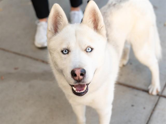 YUKON, Adoptable, Adult Male Siberian Husky.