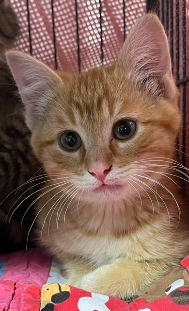 Saffron, ADOPTABLE, Young Male Domestic Short Hair.