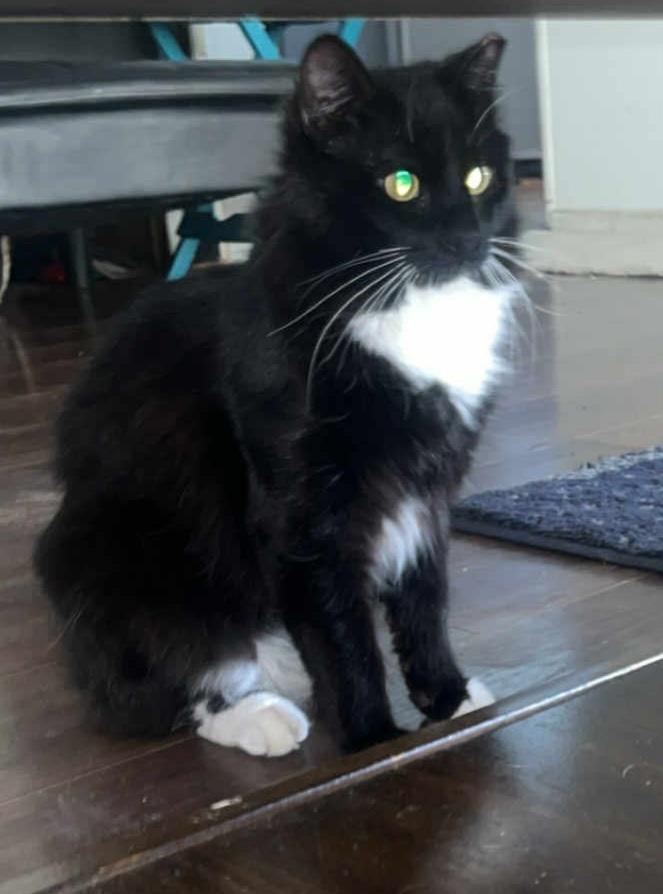 Enlarge Midnight (Courtesy Post), a Adoptable Domestic Medium Hair in Arlington, WA image 2/3