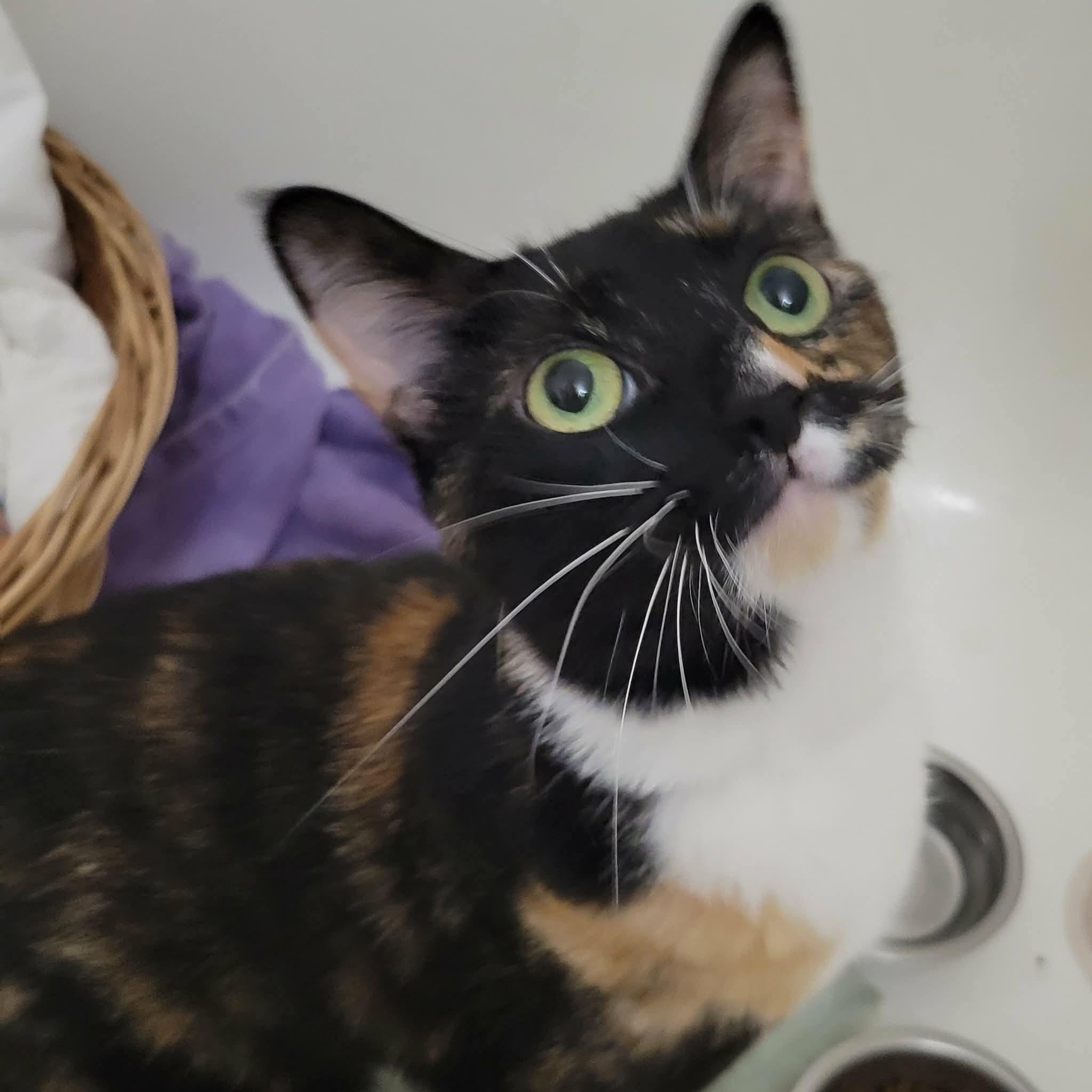 Ashley, ADOPTABLE, Young Female Calico & Domestic Short Hair.
