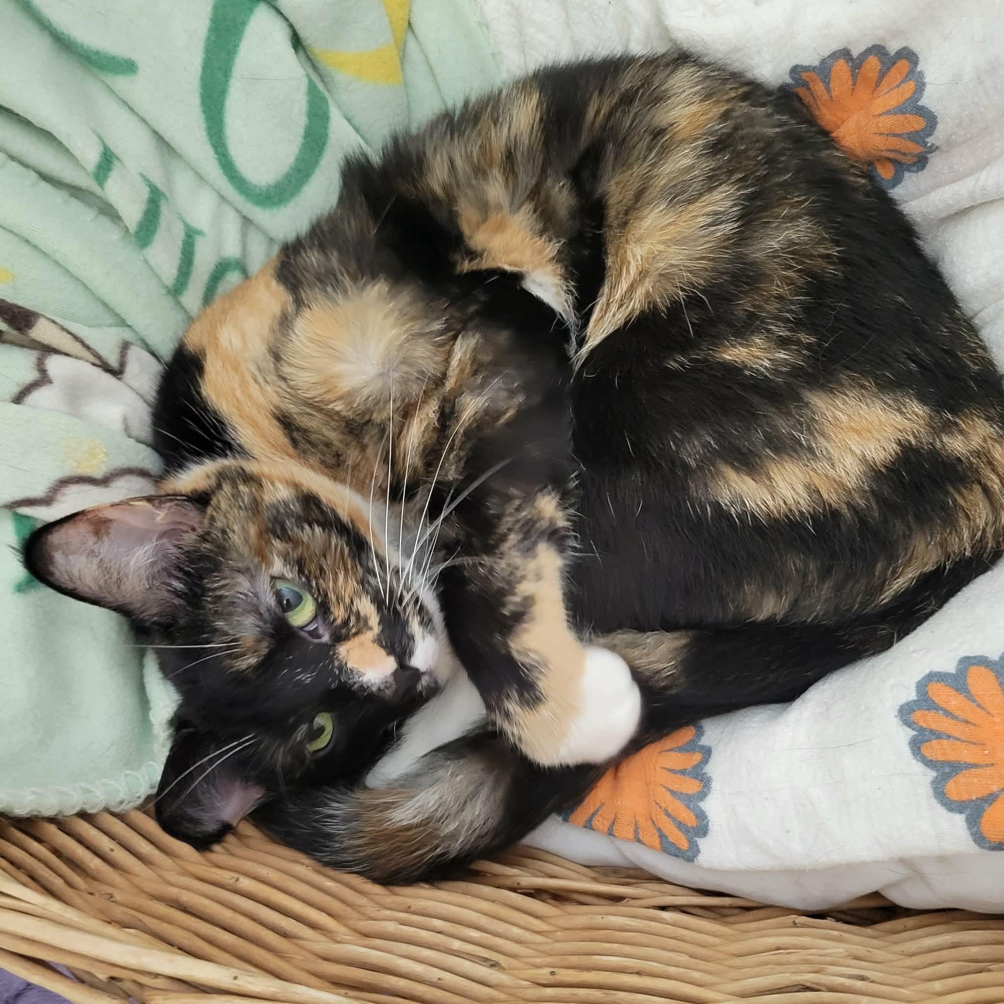 Ashley, a ADOPTABLE mixed breed in Gladstone, OR image 3/6