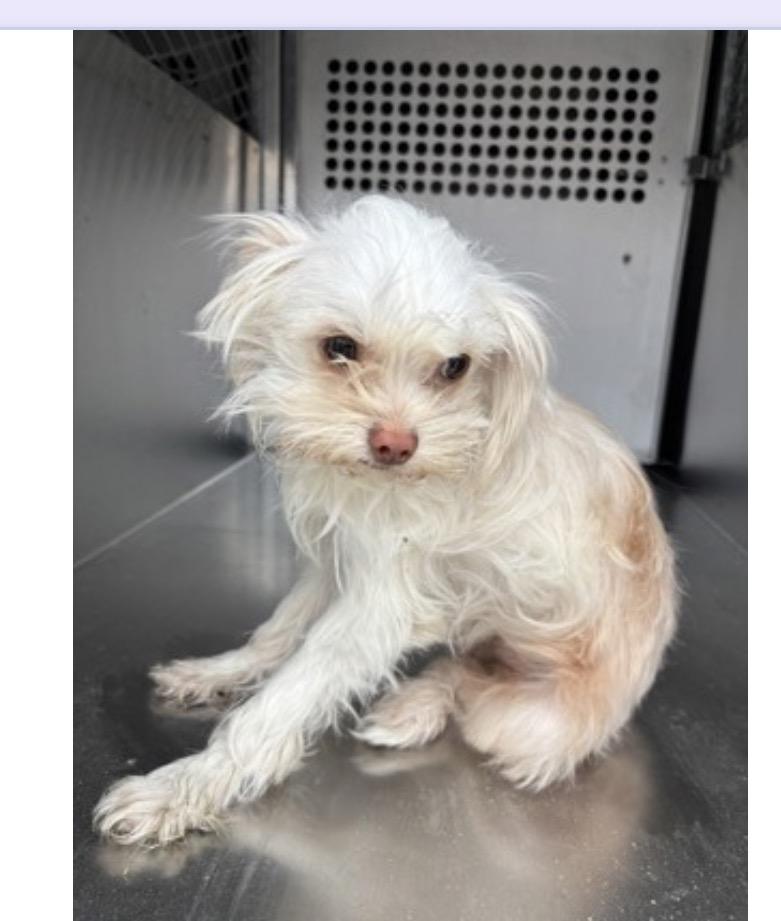 Moonpie, a Adoptable mixed breed in Houston, TX image 1/2