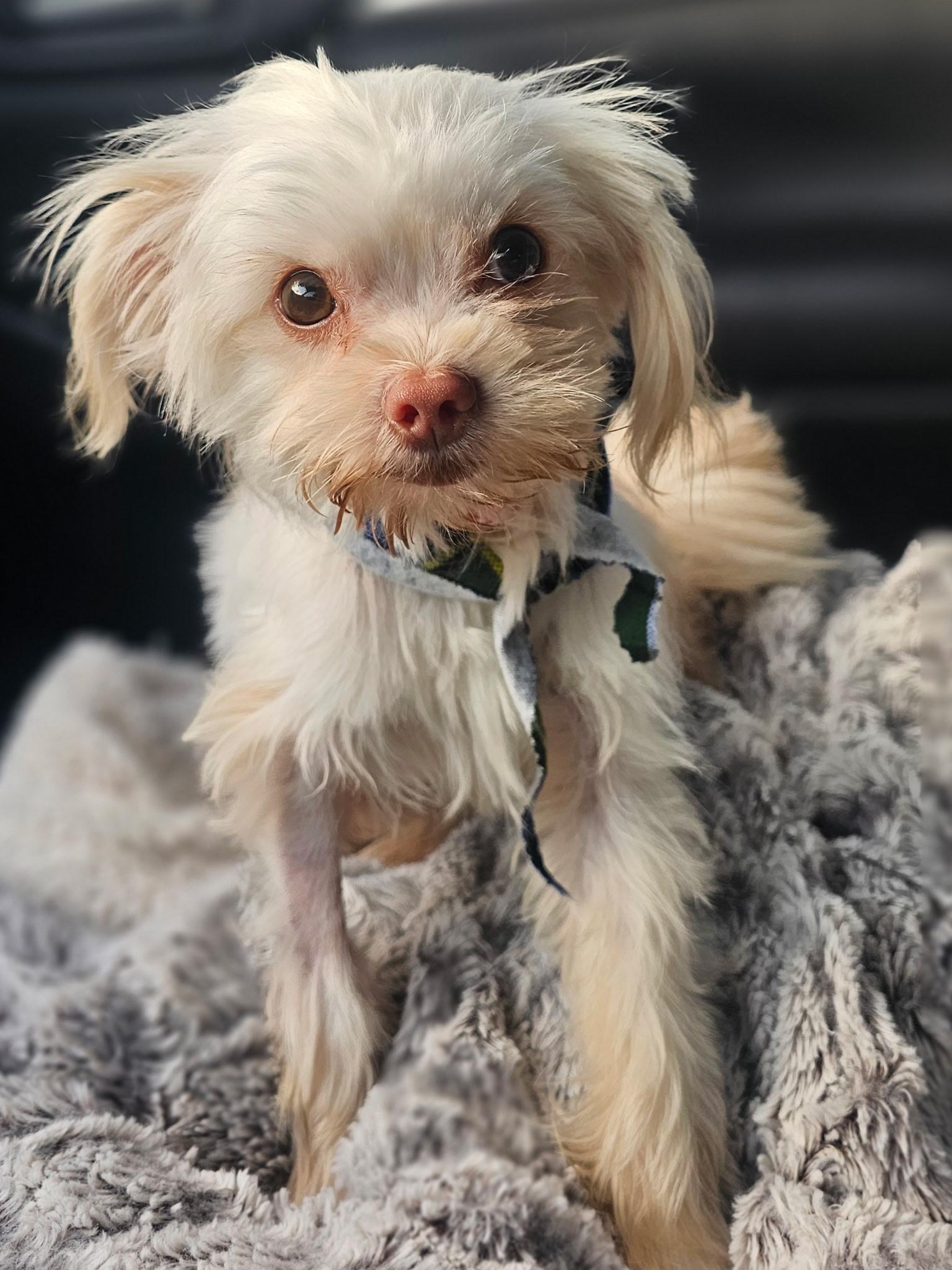 Moonpie, a Adoptable mixed breed in Houston, TX image 2/2