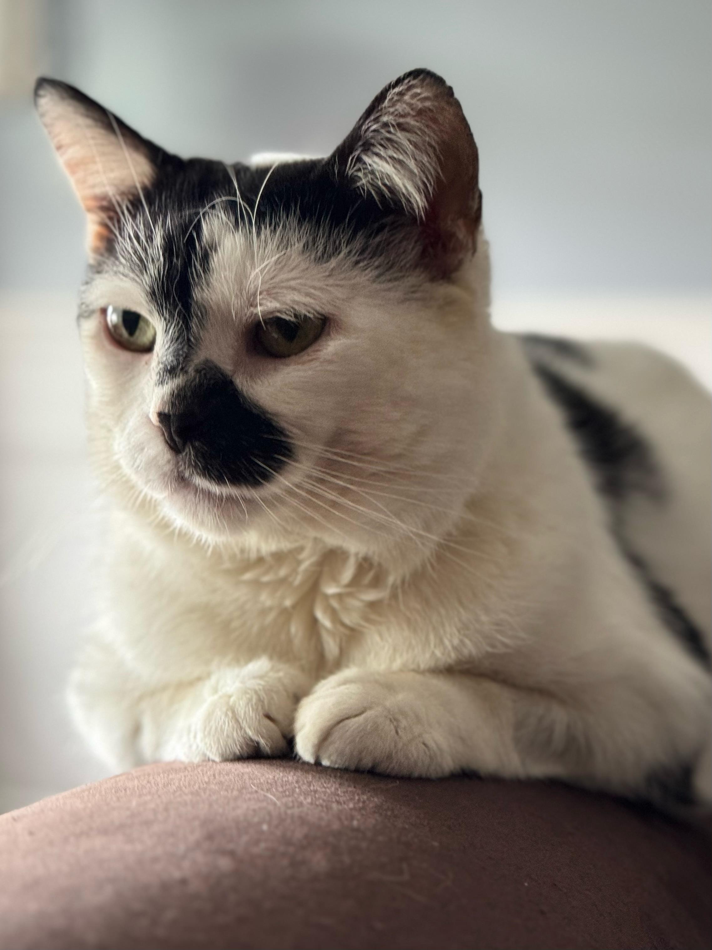 Iota, a Adoptable Domestic Short Hair in Oak Forest, IL image 2/6