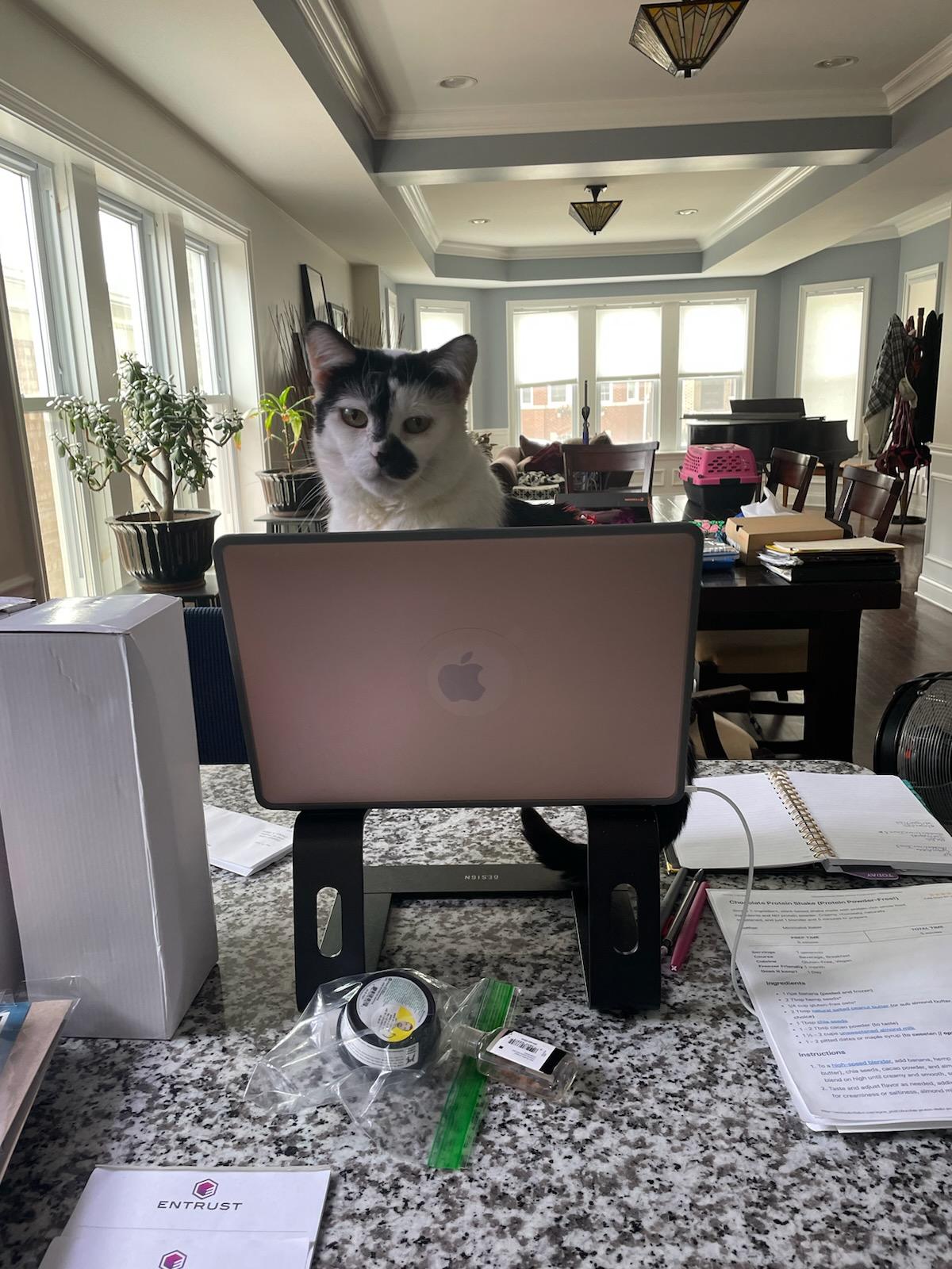 Iota, a Adoptable Domestic Short Hair in Oak Forest, IL image 3/6