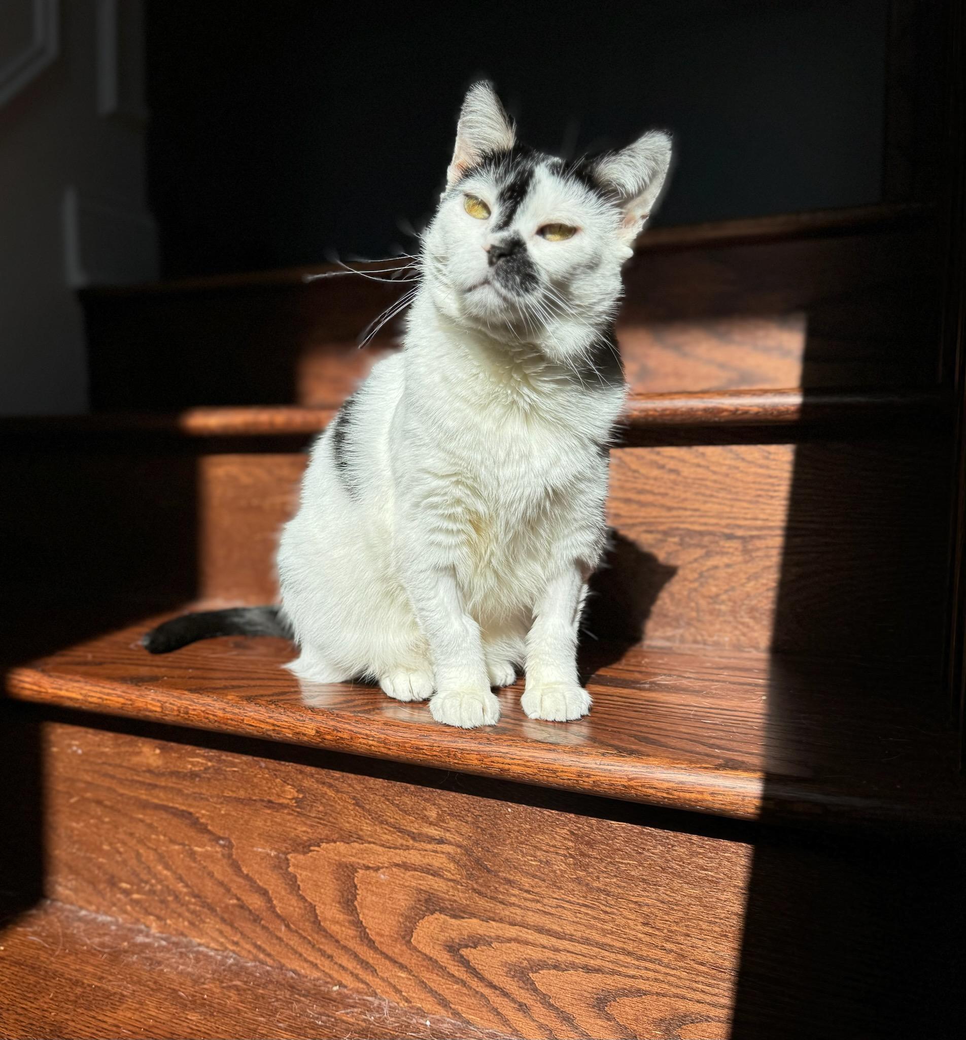 Iota, a Adoptable Domestic Short Hair in Oak Forest, IL image 4/6