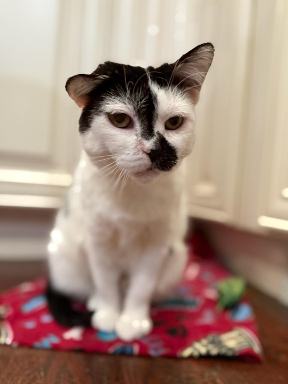 Iota, Adoptable, Senior Female Domestic Short Hair.