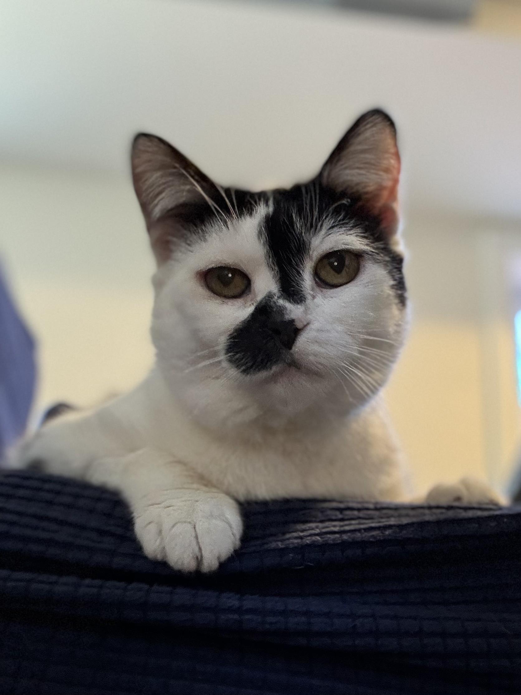 Iota, a Adoptable Domestic Short Hair in Oak Forest, IL image 5/6