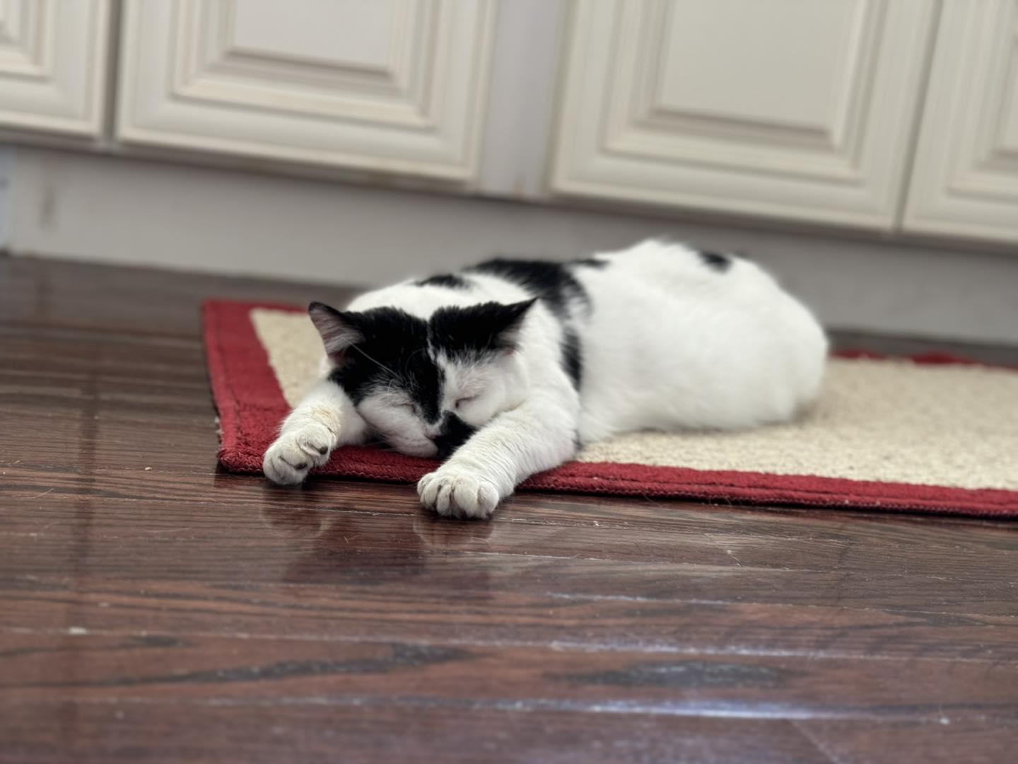 Iota, a Adoptable Domestic Short Hair in Oak Forest, IL image 6/6