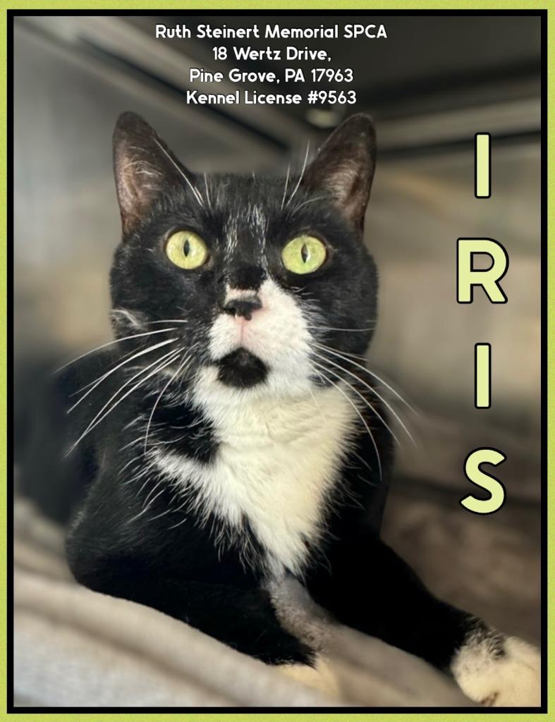 Iris, Adoptable, Senior Female Domestic Short Hair.