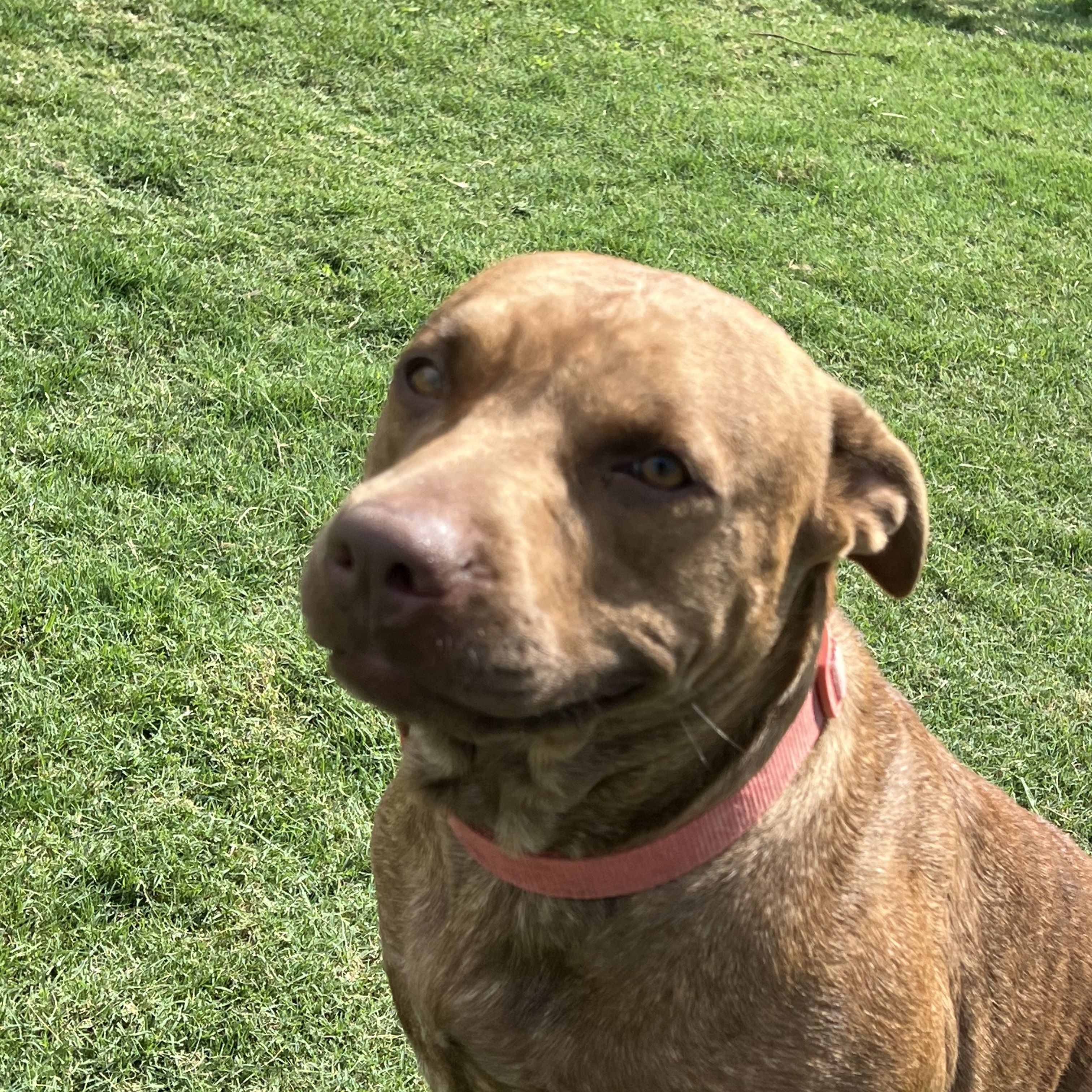 Dog for adoption Eleanor, a Treeing Walker Coonhound & Black Mouth