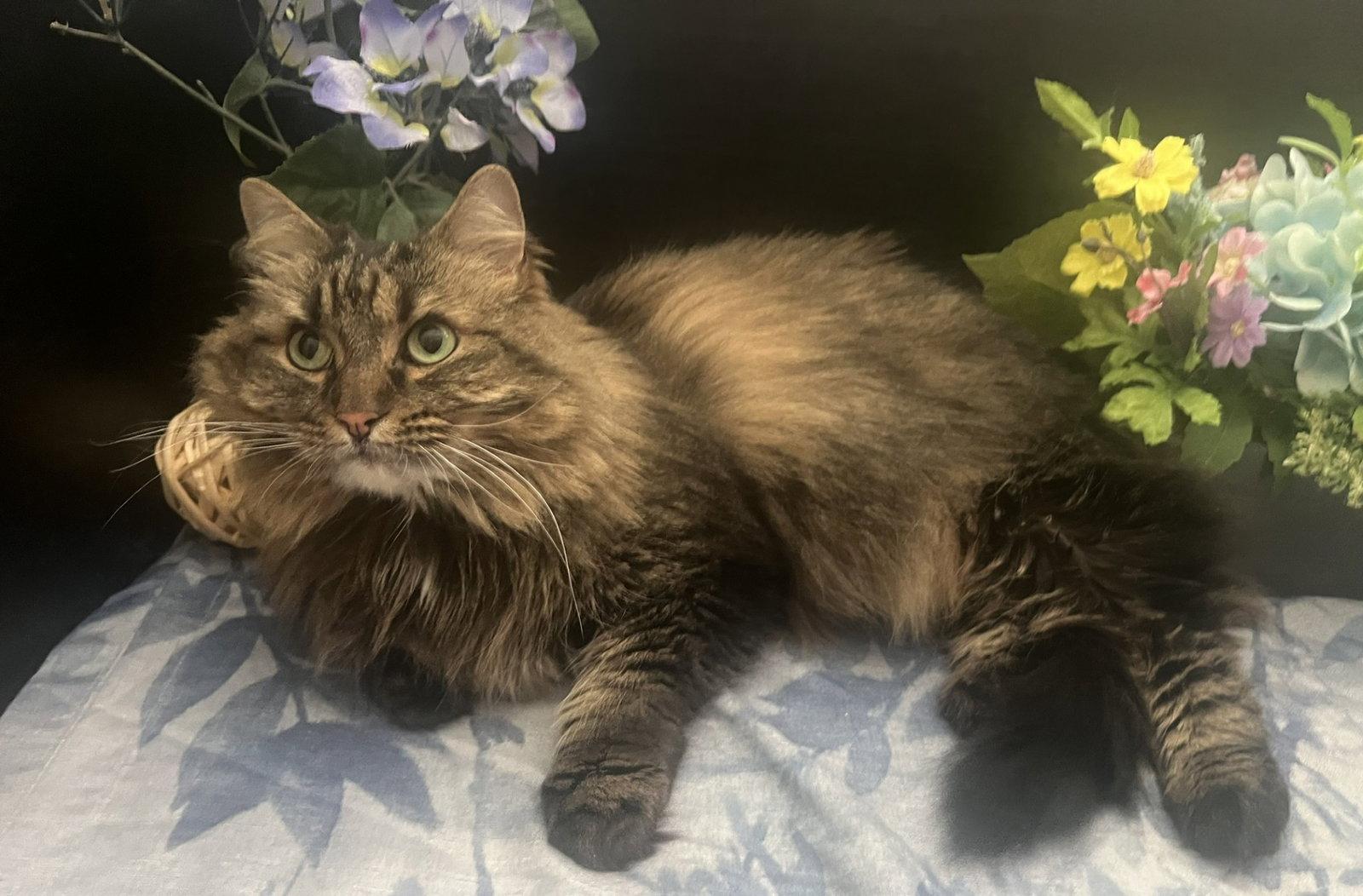 Daisy, Adoptable, Young Female Domestic Long Hair & Maine Coon.