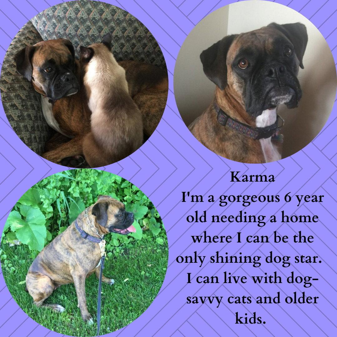 Enlarge Karma, a Adopted Boxer in Woodbury, MN image 1/1