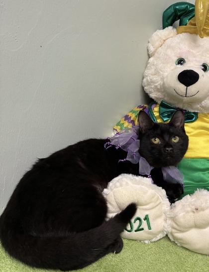 Balsamic, Adoptable, Kitten Female Domestic Short Hair & Domestic Short Hair.