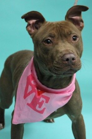 Enlarge Peep, a Adopted American Staffordshire Terrier in Mechanicsville, MD image 1/2