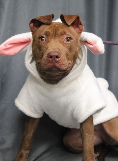 Enlarge Peep, a Adopted American Staffordshire Terrier in Mechanicsville, MD image 2/2