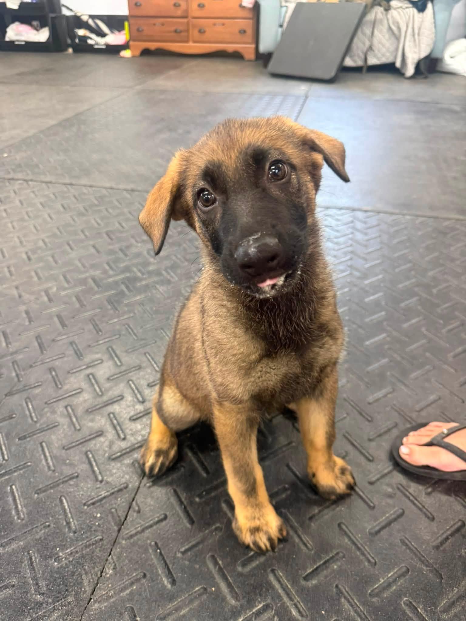 Lada, Adoptable, Young Female German Shepherd Dog.