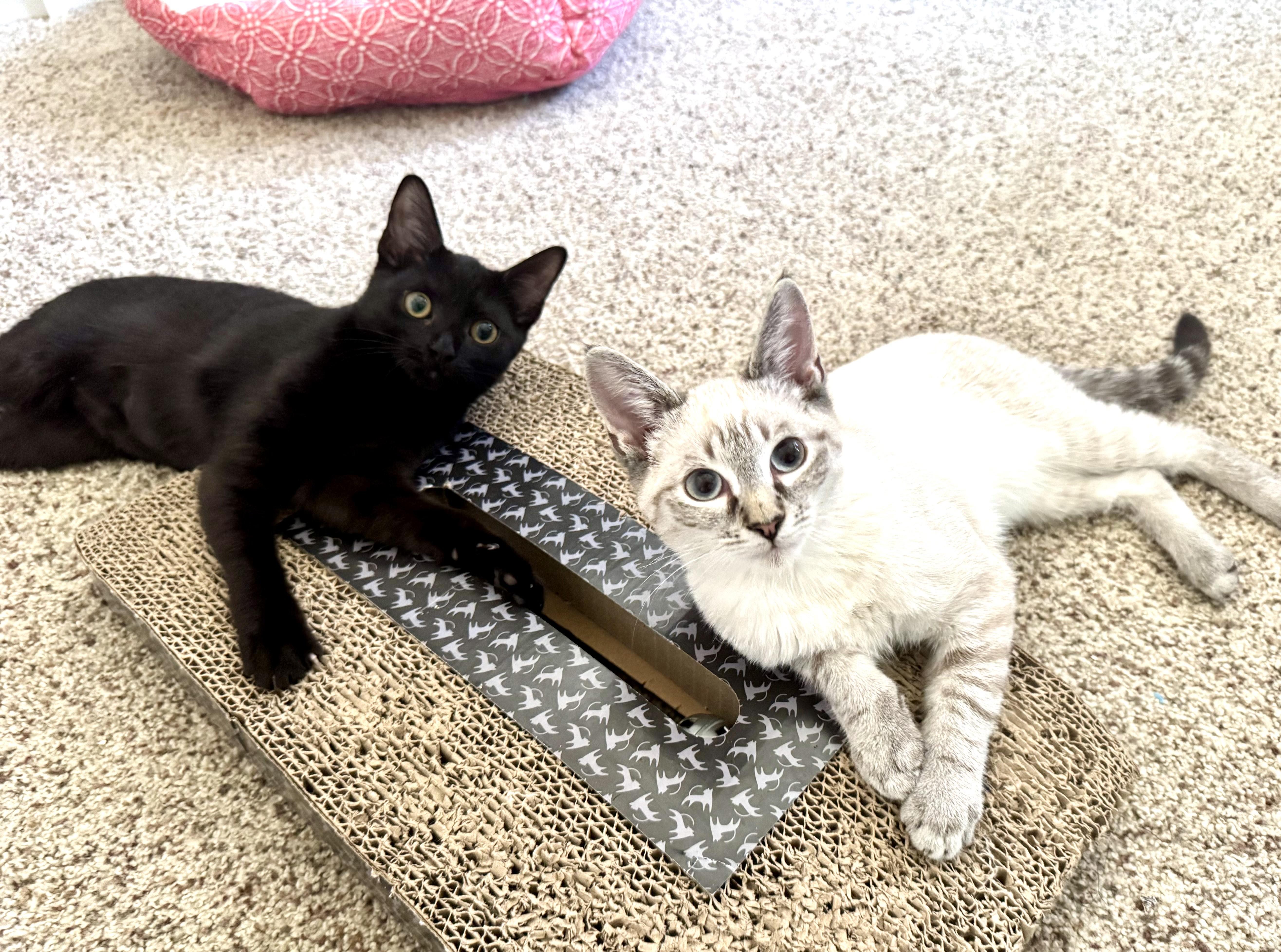Stella And Sebastian
