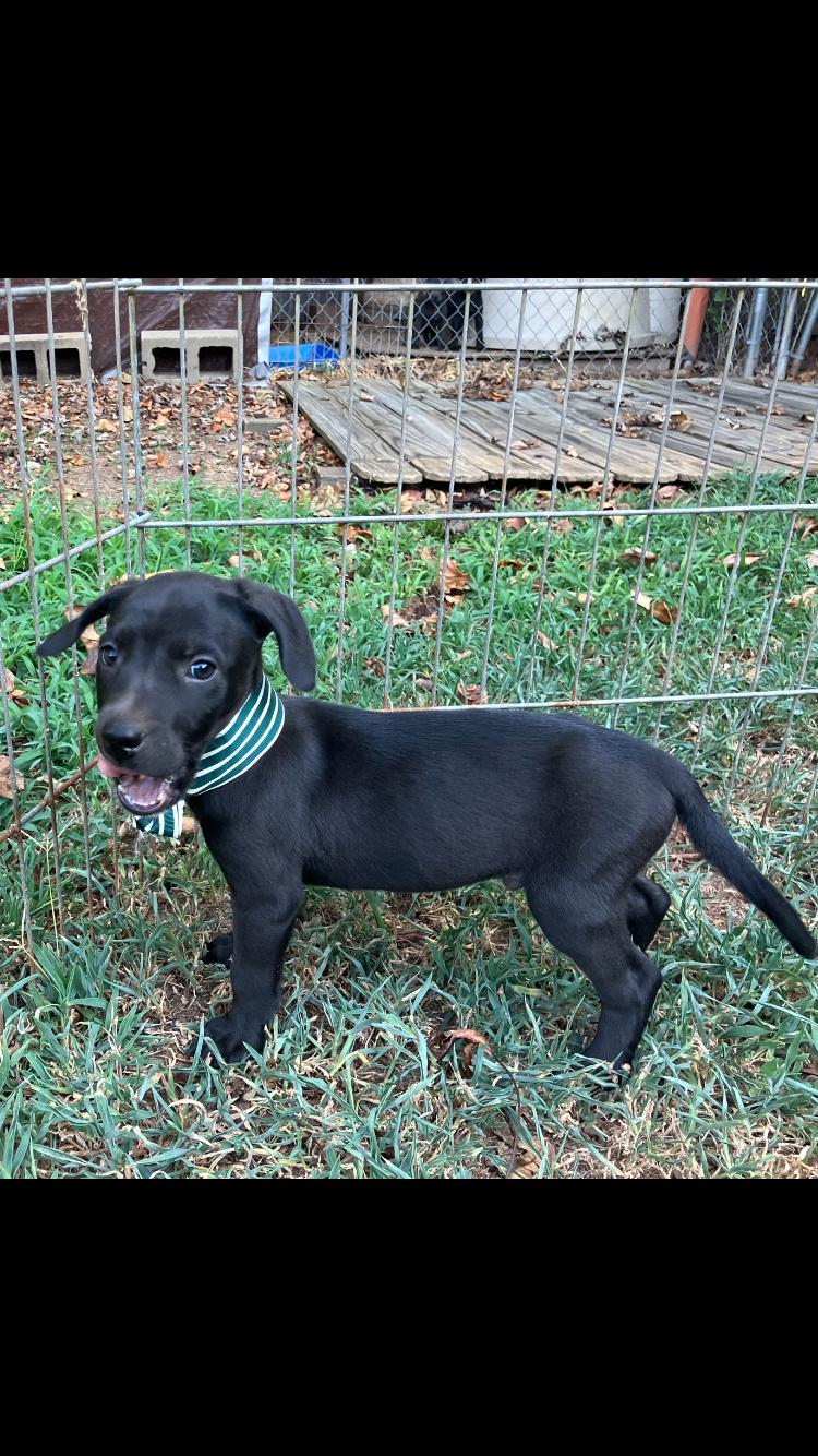 Enlarge Enzo - M - Lab mix, black/ white on chest 8 weeks old., a ADOPTABLE mixed breed in Muldrow, OK image 2/3