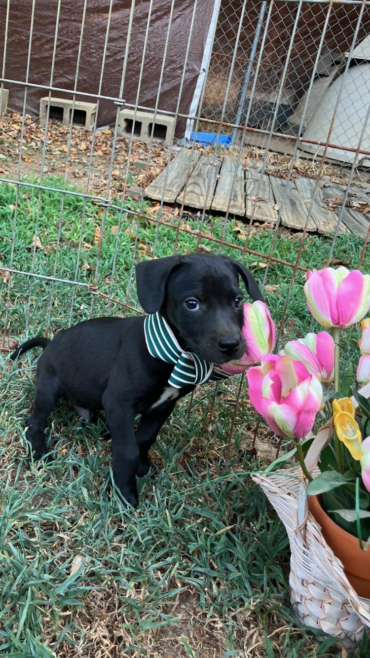 Enlarge Enzo - M - Lab mix, black/ white on chest 8 weeks old., a ADOPTABLE mixed breed in Muldrow, OK image 3/3