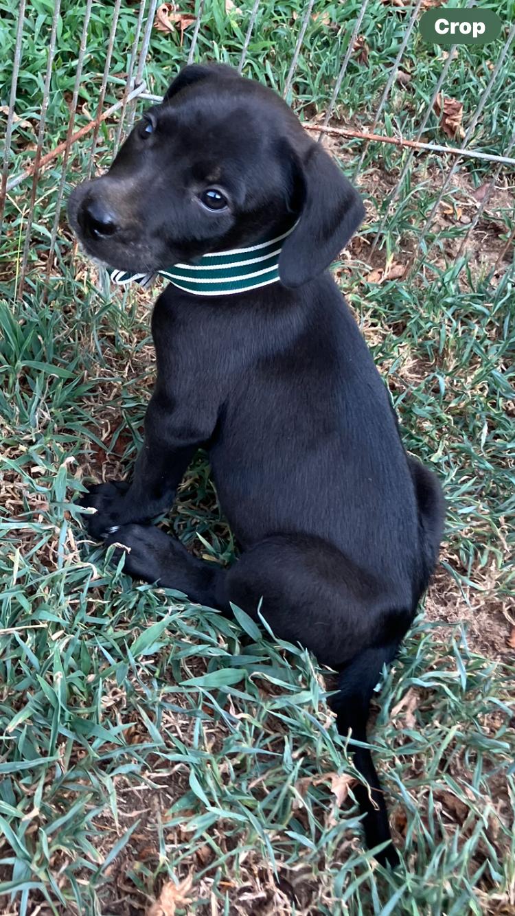 Enzo - M - Lab mix, black/ white on chest 8 weeks old., ADOPTABLE, Puppy Male Black Labrador Retriever.
