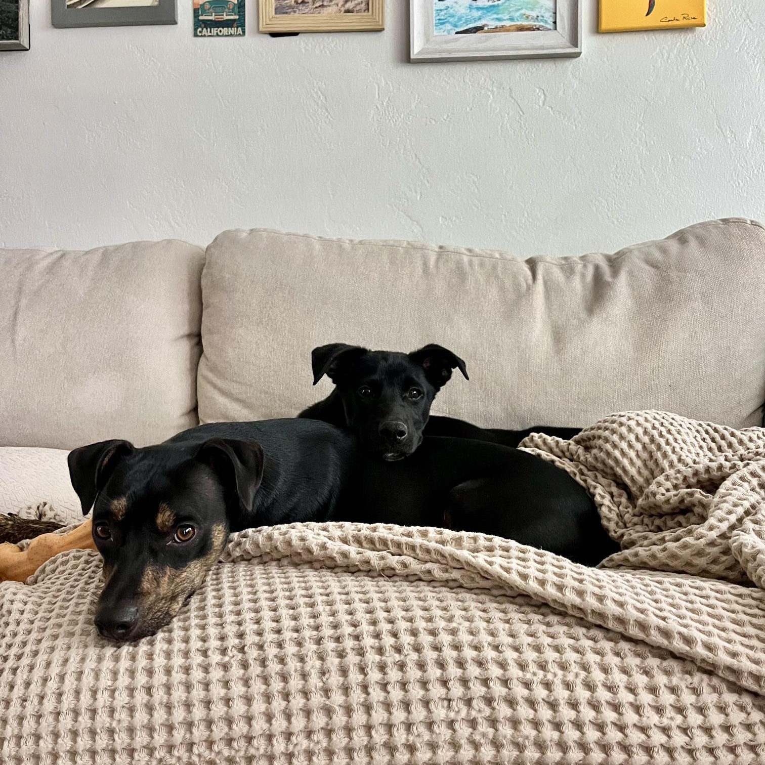 Bora, a Adoptable mixed breed in San Diego, CA image 4/5