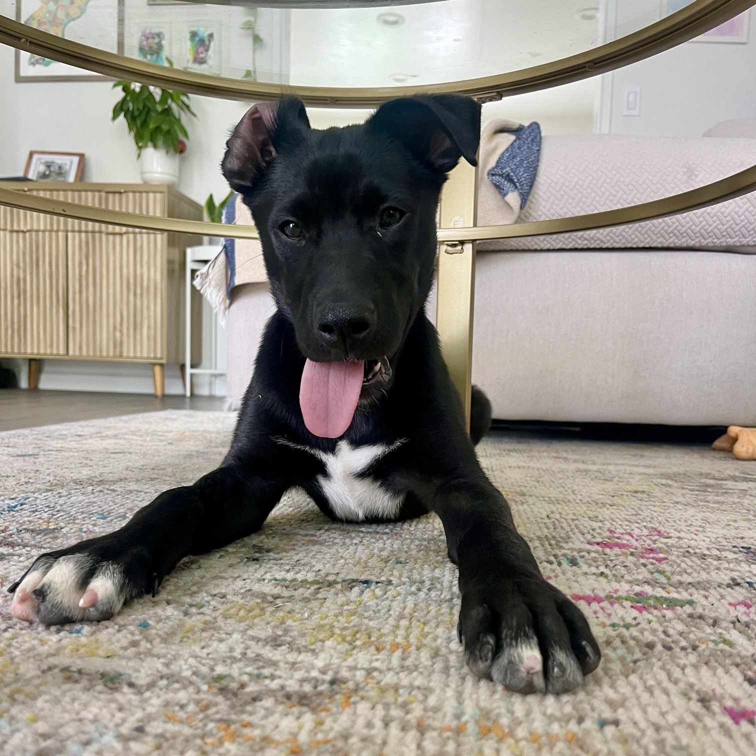 Bora, a Adoptable mixed breed in San Diego, CA image 3/5