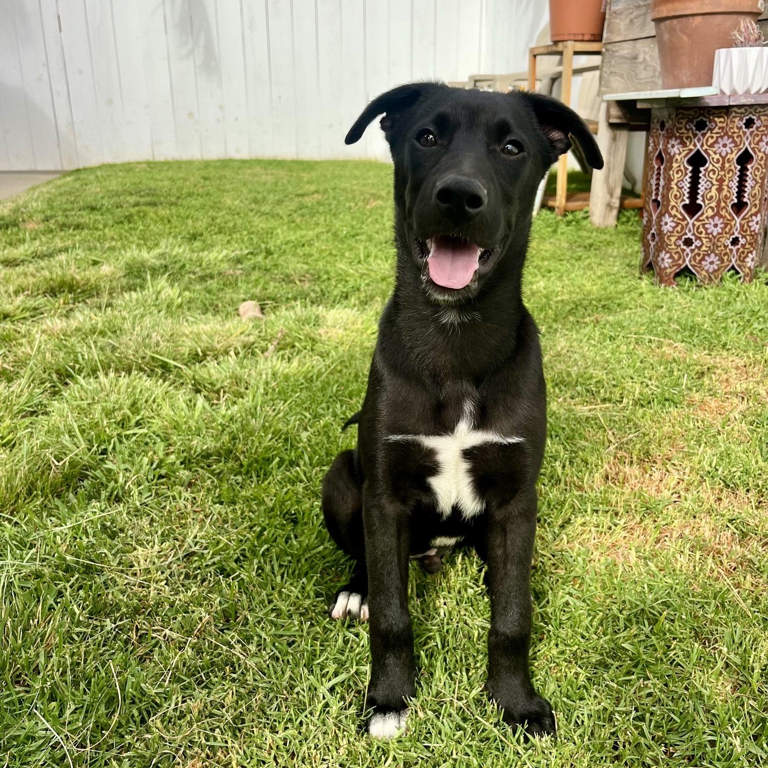 Bora, a Adoptable mixed breed in San Diego, CA image 2/5