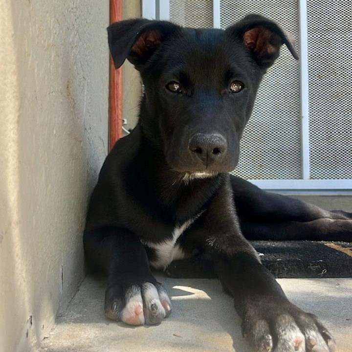 Bora, a Adoptable mixed breed in San Diego, CA image 5/5