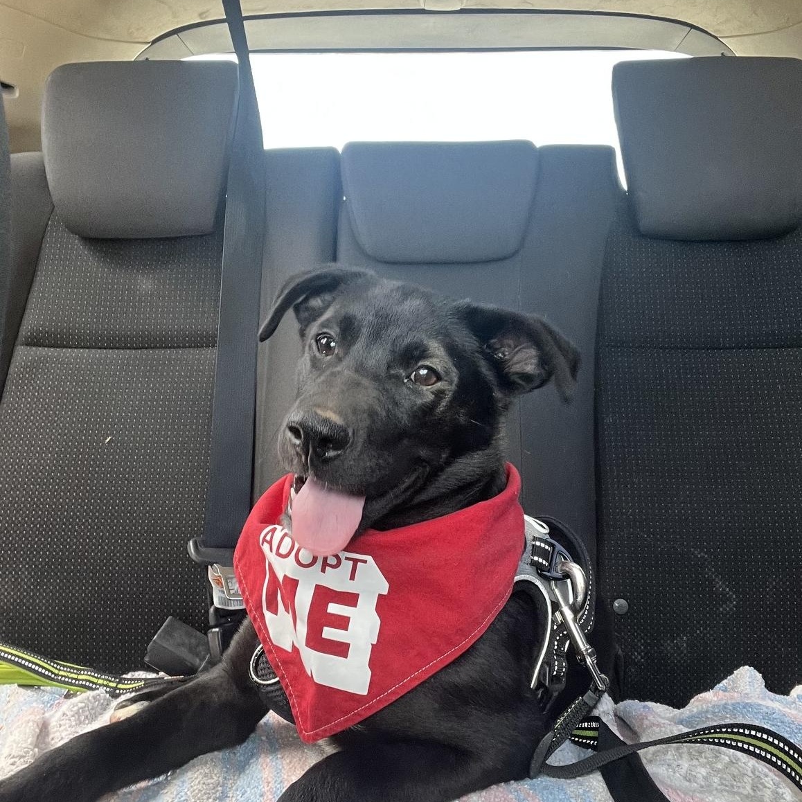 Bora, Adoptable, Young Male Australian Cattle Dog / Blue Heeler & Labrador Retriever.