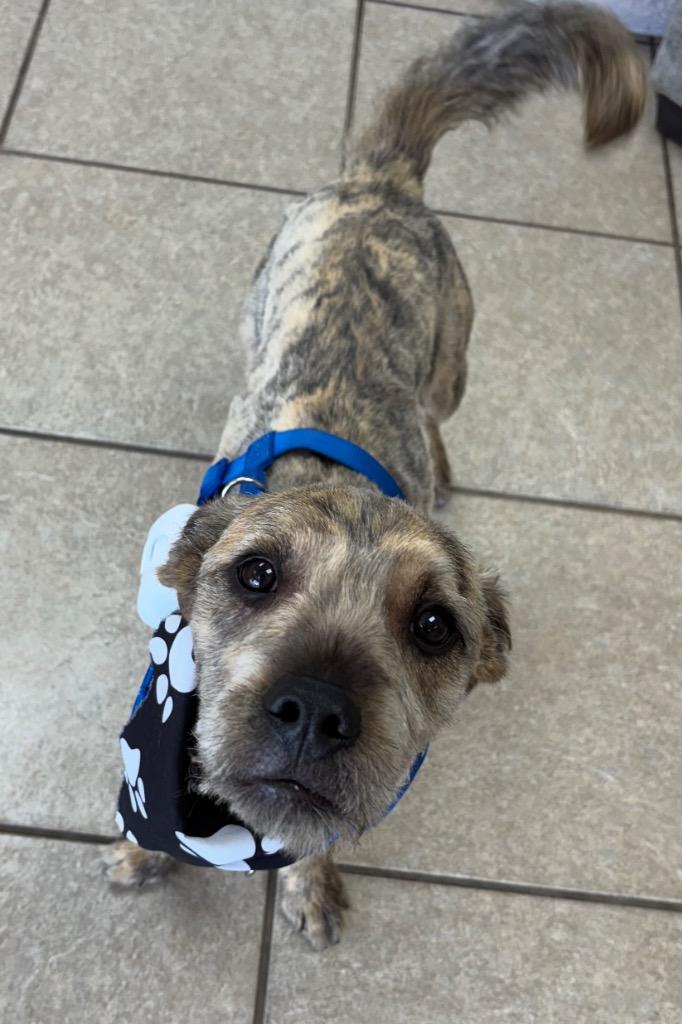 Zeke, Adoptable, Young Male Terrier.