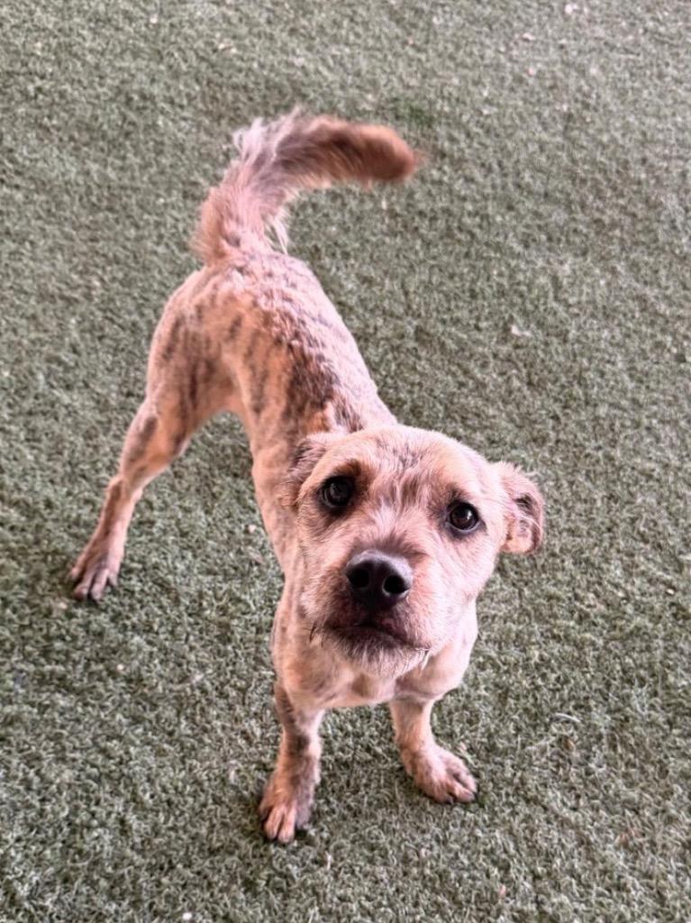 Enlarge Zeke, a Adoptable mixed breed in Midland, TX image 2/3